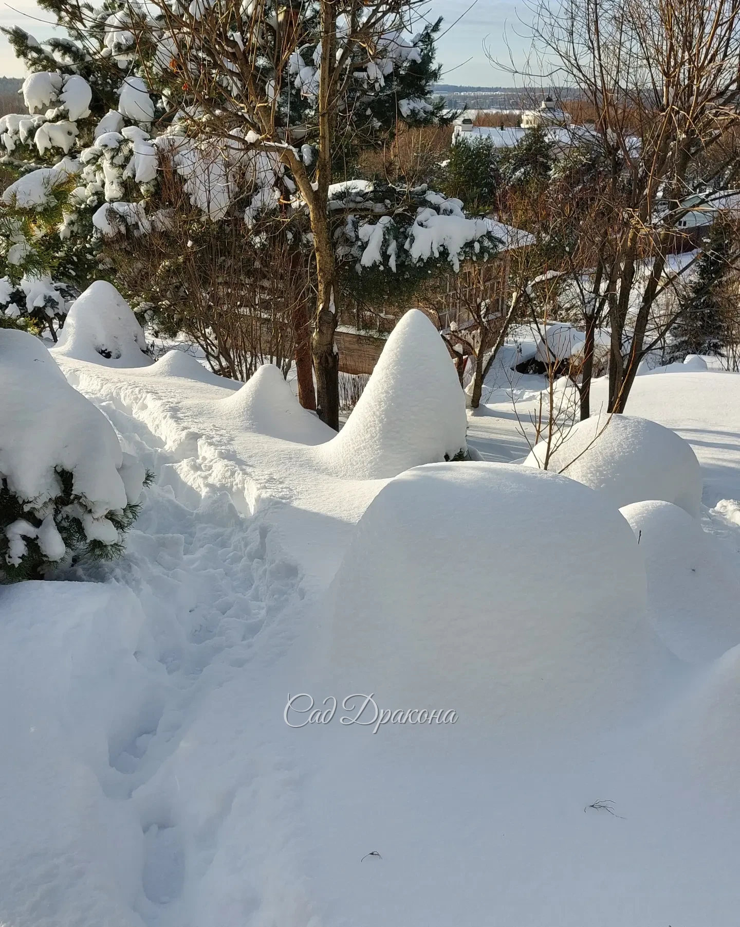 Хвойные - некоторые совсем скрылись из вида, другие приукрасились ❄️🌲❄️🌳❄️😅