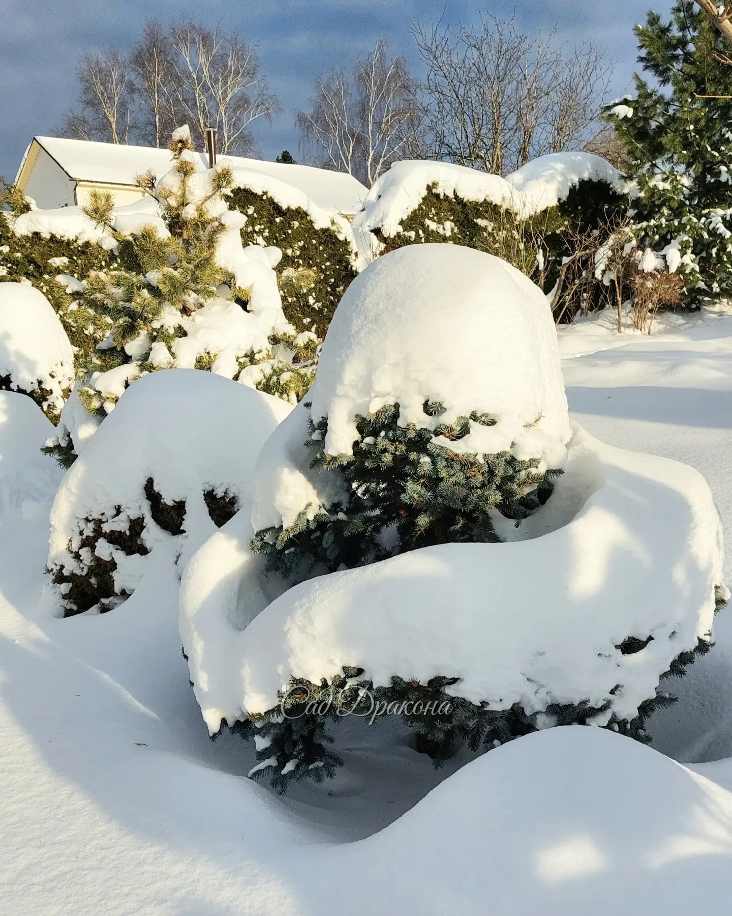 Хвойные - некоторые совсем скрылись из вида, другие приукрасились ❄️🌲❄️🌳❄️😅
