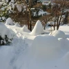 Хвойные - некоторые совсем скрылись из вида, другие приукрасились ❄️🌲❄️🌳❄️😅