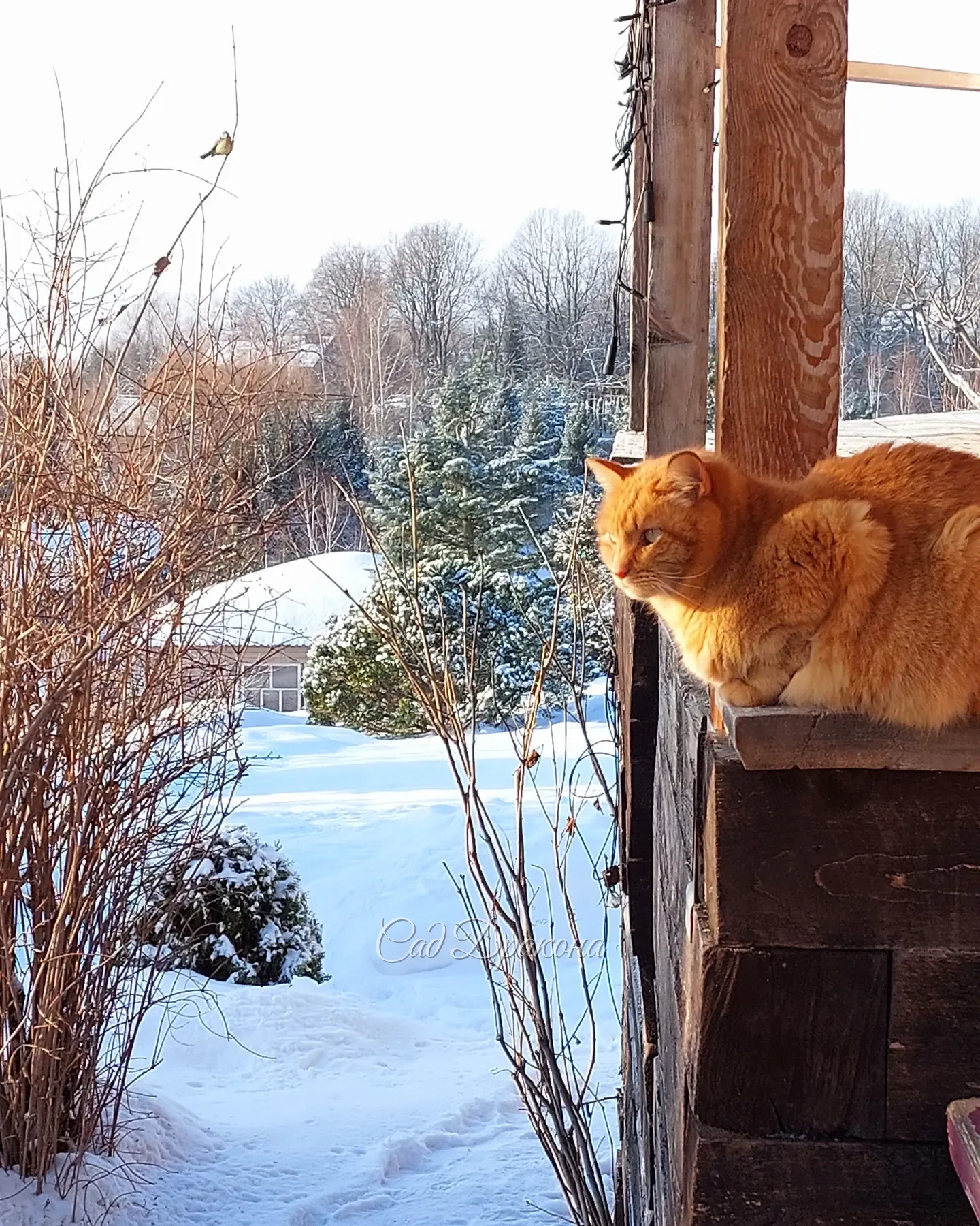 Синичка смотрит на Персика, а Персик смотрит вдаль 😽 Рождественский сочельник выдался морозным -24°, снег сверкает и скрипит ❄️✨️ Красиво, но холодно ☃️😹