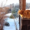 Синичка смотрит на Персика, а Персик смотрит вдаль 😽 Рождественский сочельник выдался морозным -24°, снег сверкает и скрипит ❄️✨️ Красиво, но холодно ☃️😹