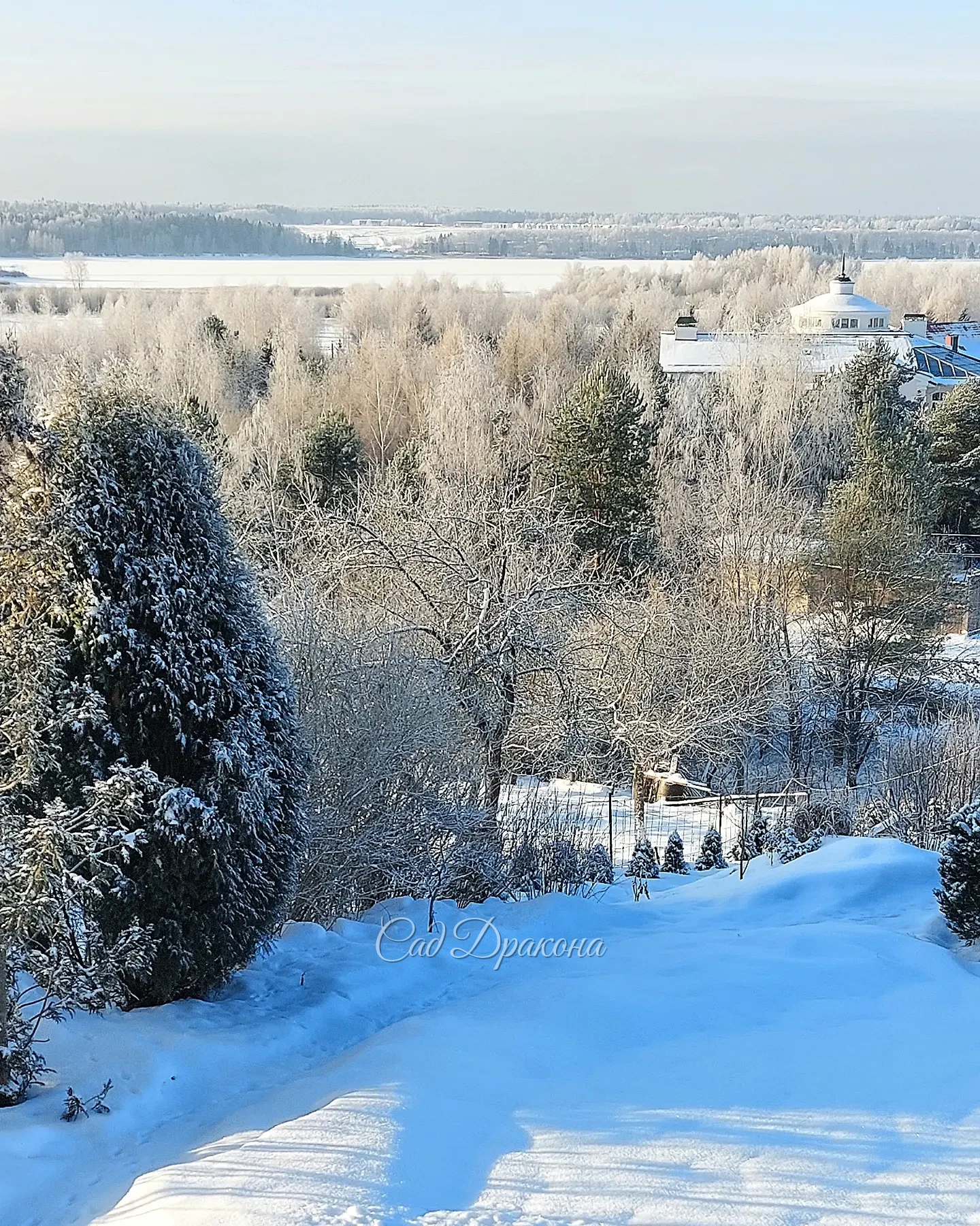 В этом году крещенские морозы наступили досрочно ❄️🤗❄️ Сегодня холоднее, и инея больше, дубовая роща вся седая, как и берёзы на первом фото ❄️🌲❄️ Любуюсь из окна, вышла пофотографировать, моментально замёрзла! 😆⛄️
