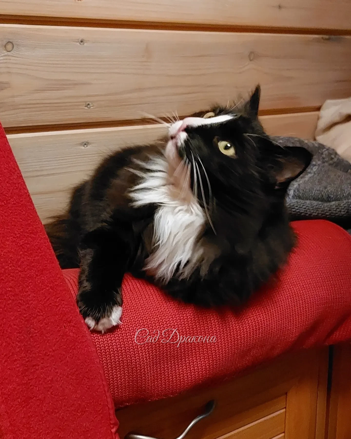 Наш символ года в пушистой ч/б шубке 😺🖤🩶