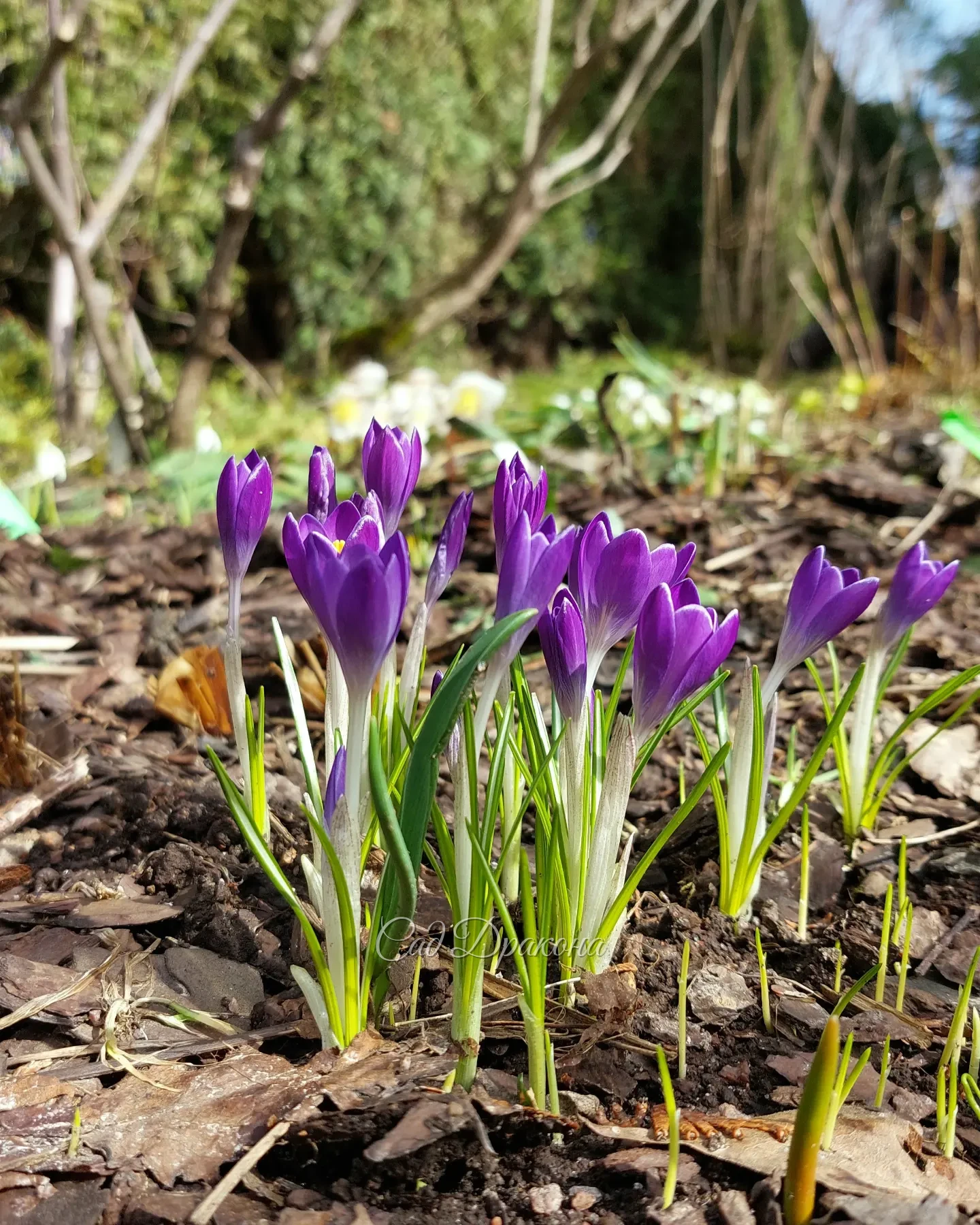 Вчера на солнце раскрылись подснежники и первые крокусы 🌞🌱🤍💜