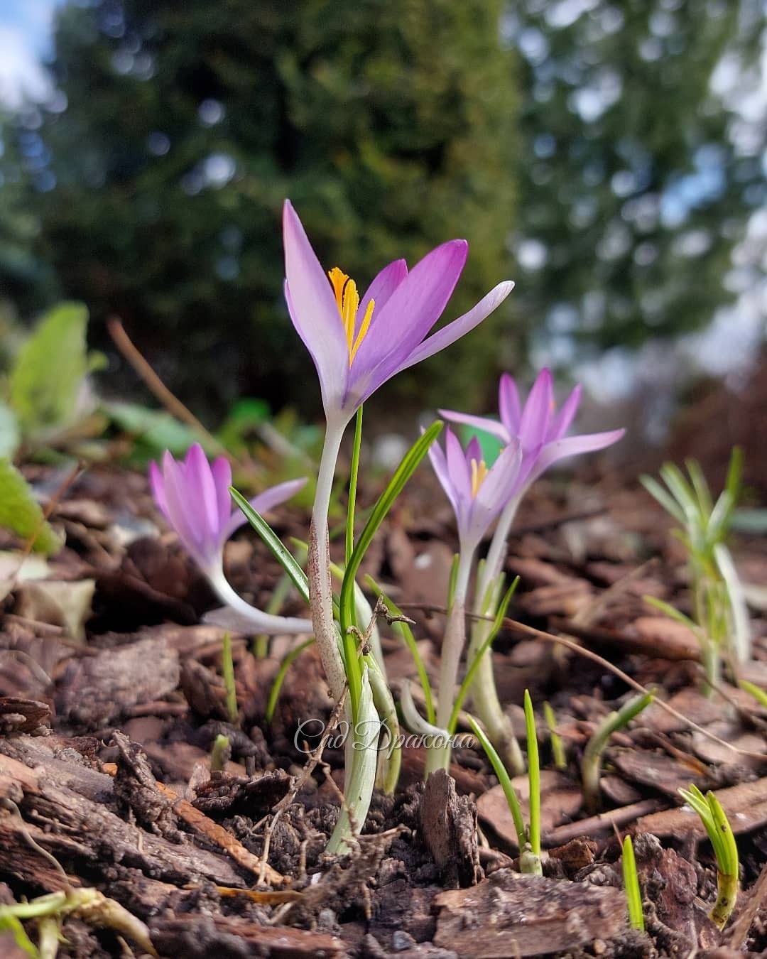 Нежнятинка 🌸 Все весенние цветы чудесные, но некоторые особенно трогательные и хрупкие 💕🧚