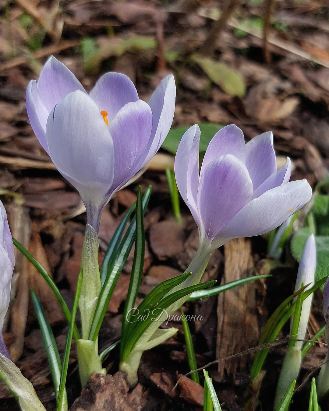Нежнятинка 🌸 Все весенние цветы чудесные, но некоторые особенно трогательные и хрупкие 💕🧚