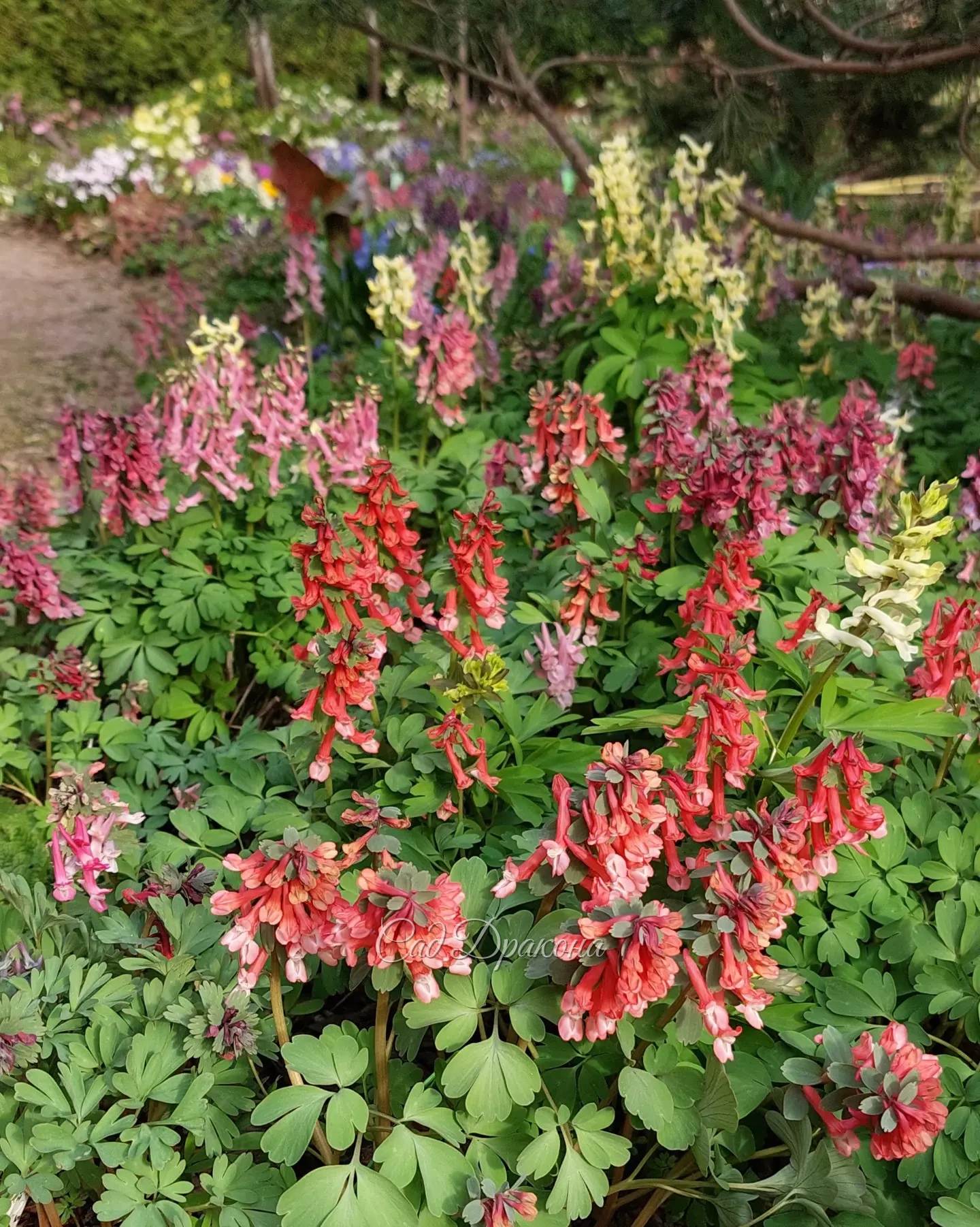Хохлатки - это взрыв цвета в саду 🌸 Буйство красок 🩷💜🤍💙 💛❤️