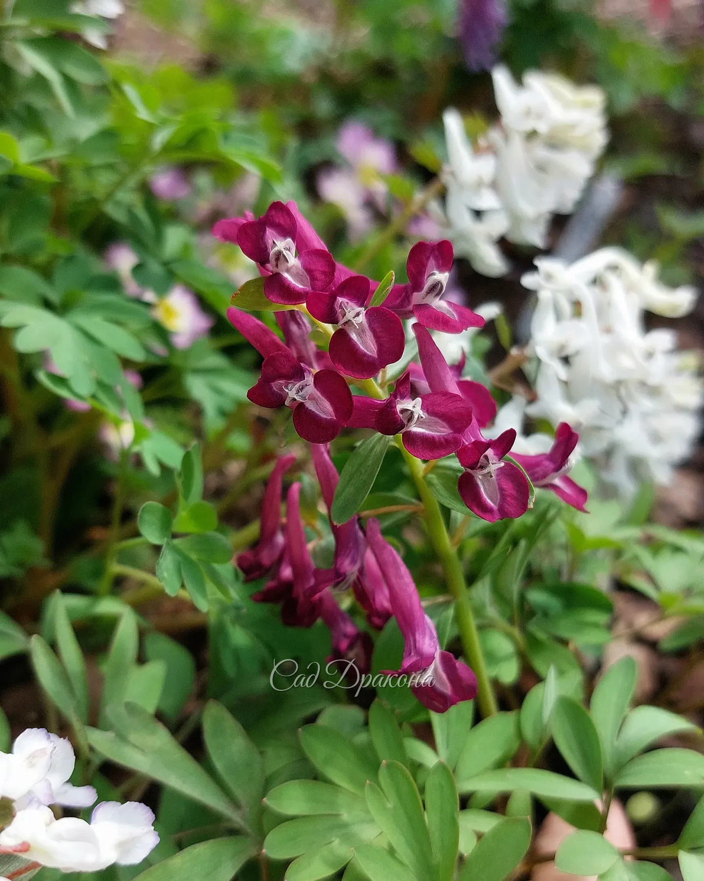 Хохлатки - это взрыв цвета в саду 🌸 Буйство красок 🩷💜🤍💙 💛❤️