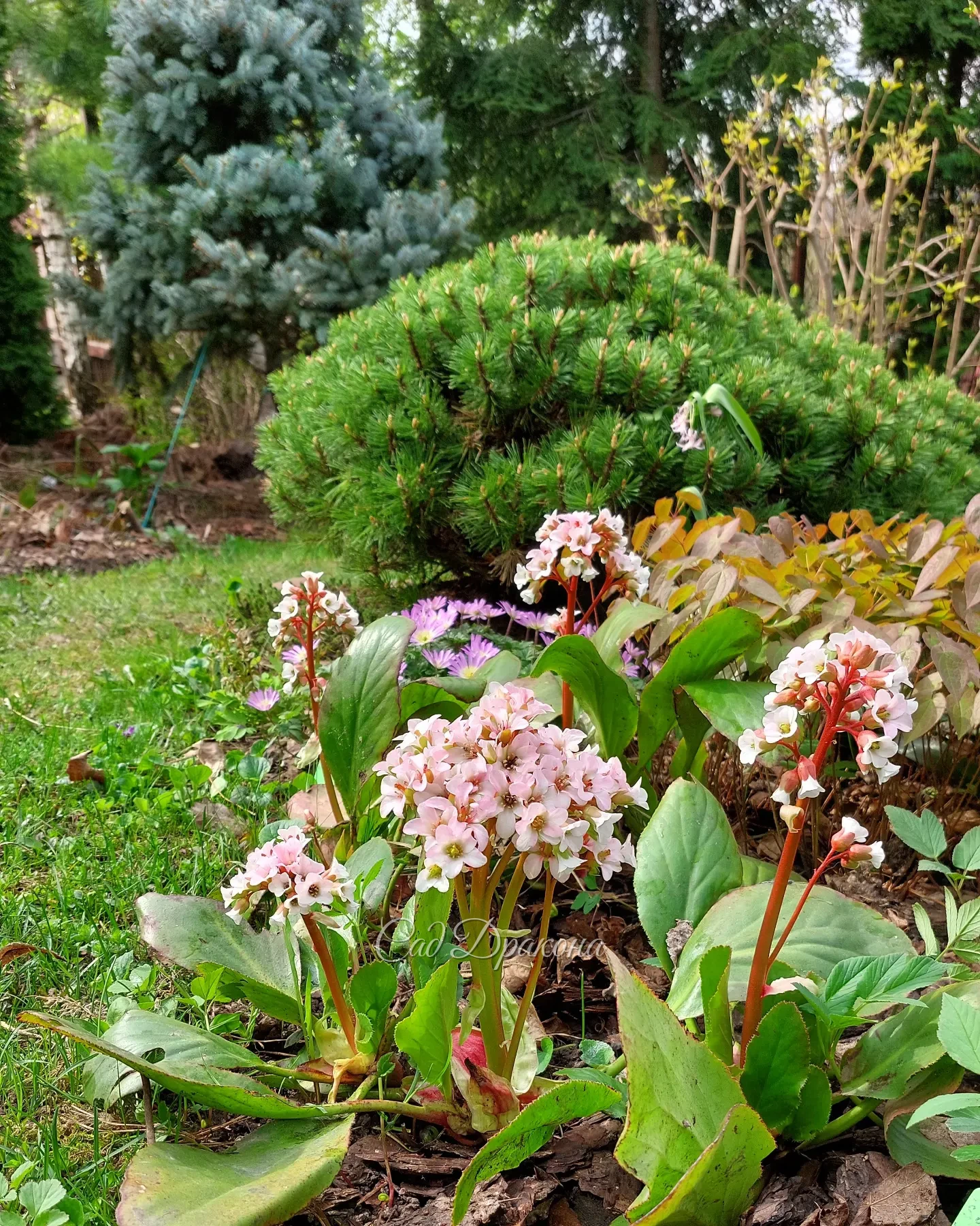 Сад цветёт всё пышнее 🌸☘️🌸☘️🌸