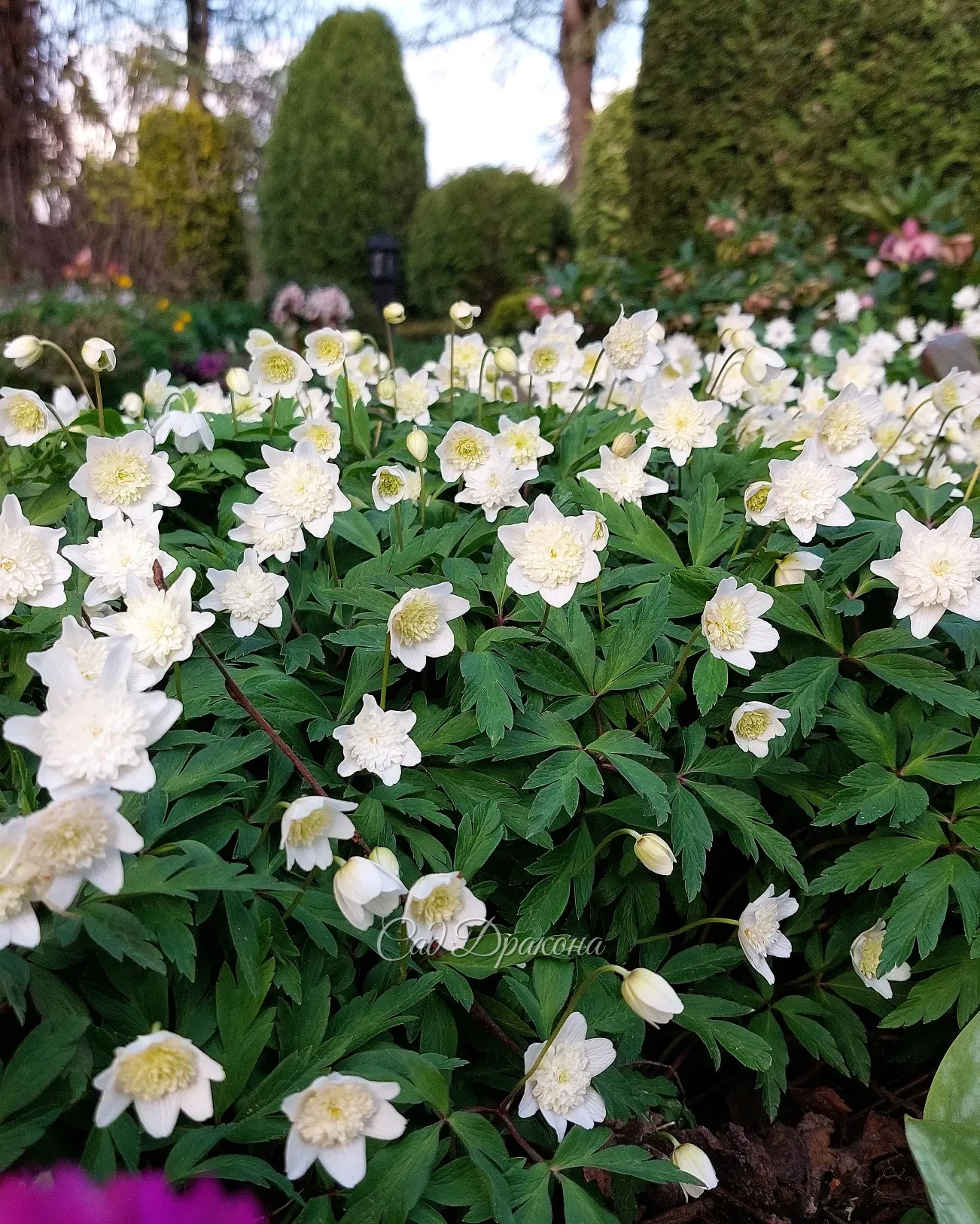 Сад цветёт всё пышнее 🌸☘️🌸☘️🌸