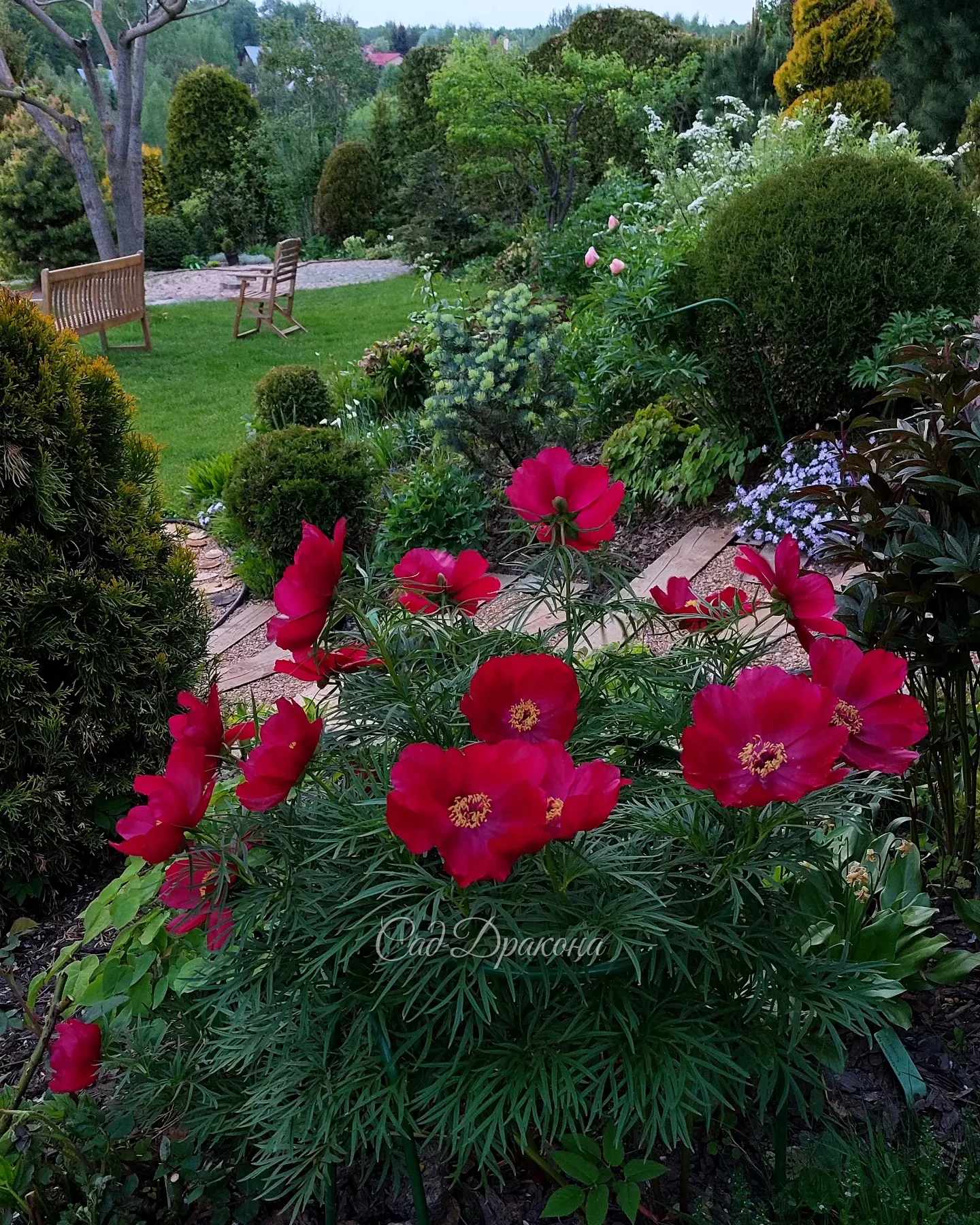Early Bird, финал цветения 🌺 7 дней, несмотря на жаркую погоду 🌺❤️
