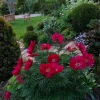 Early Bird, финал цветения 🌺 7 дней, несмотря на жаркую погоду 🌺❤️
