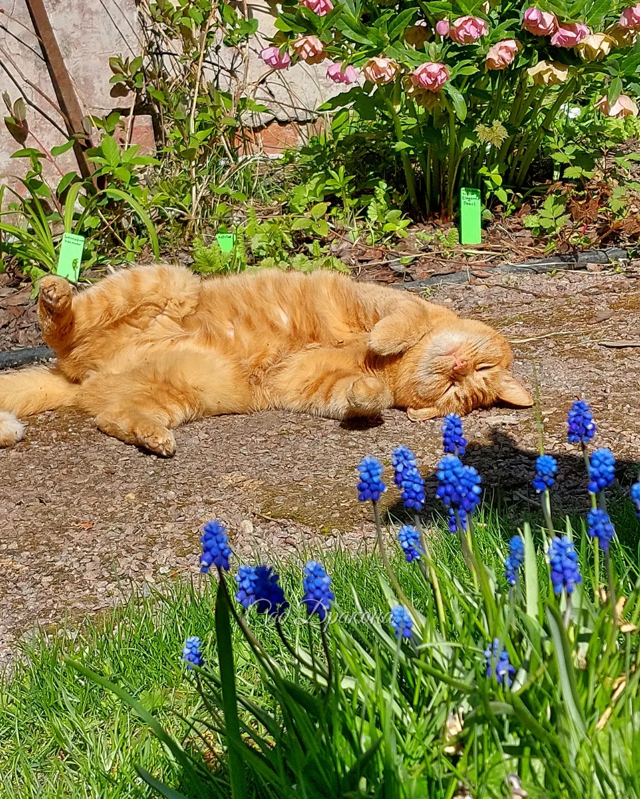 Котикам нужен сад 😸🌿💚 Персик обожает греться на солнышке, принимает солнечные ванны с марта по октябрь! ☀️ Ест травку, ловит мышей и живописно лежит на крыльце, и под кустиками 🌳 Ежедневно по нескольку раз совершает полный обход территории 🐈