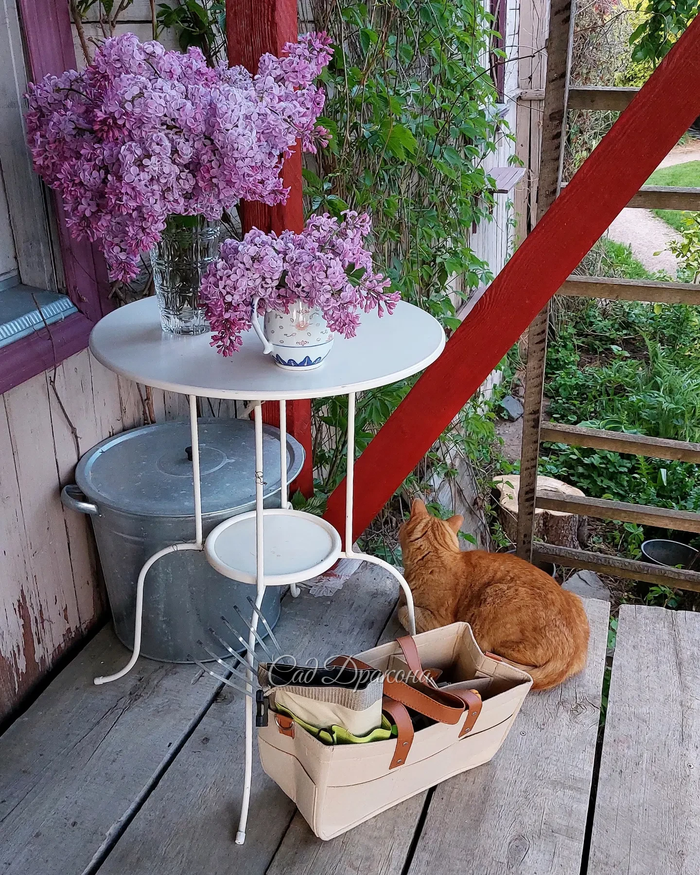 Котикам нужен сад 😸🌿💚 Персик обожает греться на солнышке, принимает солнечные ванны с марта по октябрь! ☀️ Ест травку, ловит мышей и живописно лежит на крыльце, и под кустиками 🌳 Ежедневно по нескольку раз совершает полный обход территории 🐈