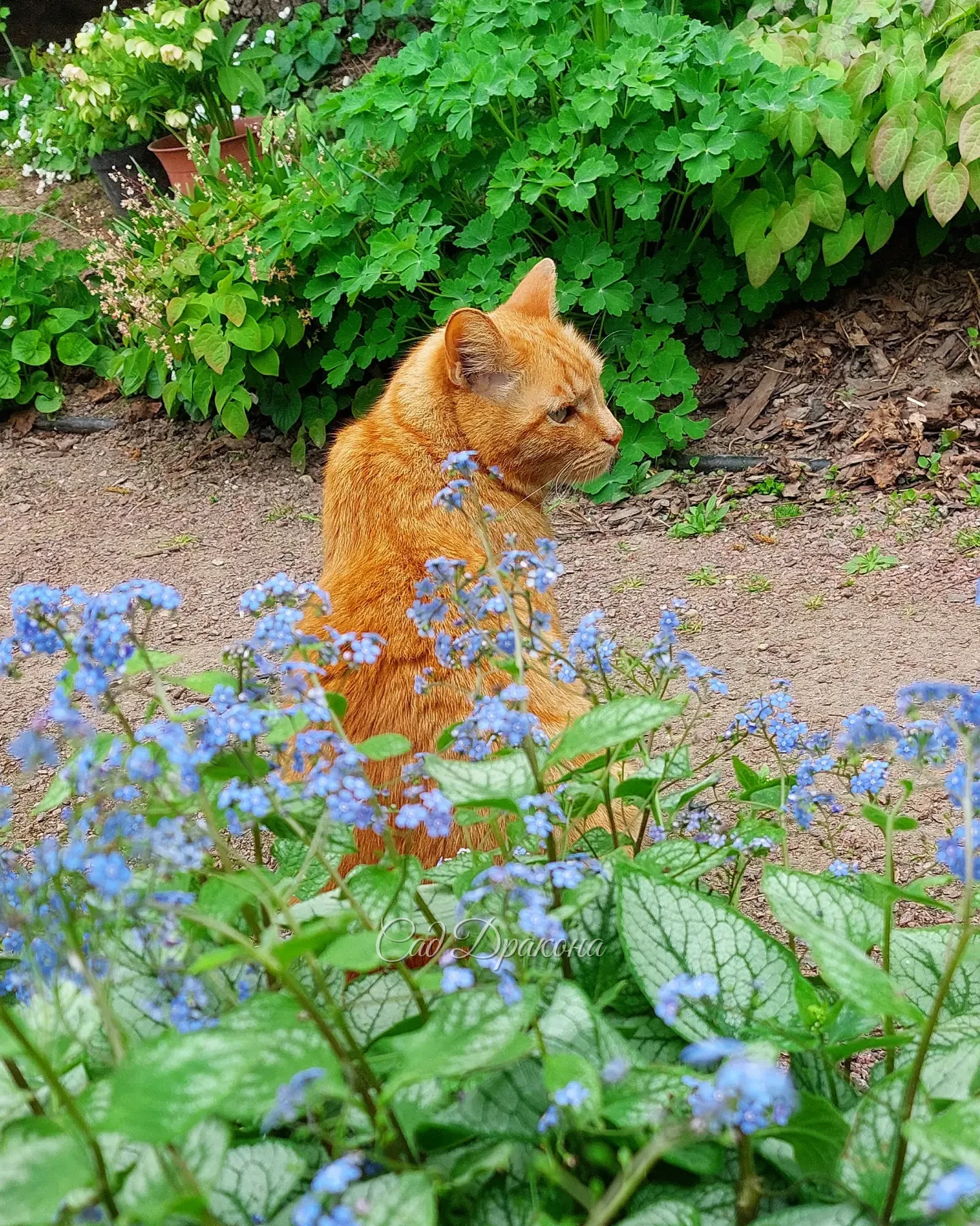 Котикам нужен сад 😸🌿💚 Персик обожает греться на солнышке, принимает солнечные ванны с марта по октябрь! ☀️ Ест травку, ловит мышей и живописно лежит на крыльце, и под кустиками 🌳 Ежедневно по нескольку раз совершает полный обход территории 🐈