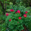 Четвёртым, сразу вслед за Mai Fleurie расцветает Little Rhyme (Маленькие рифмы, Стишки) 🌺