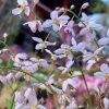 Зацветают любимые горянки - ранние сорта в полном цвету, поздние ещё в бутонах. Каждый год жду их завораживающего цветения 🌸 Немного волнуюсь - в воскресенье опять обещают заморозок ❄️ Бутоны и молодые цветоносы могут пострадать. У нас 53 сорта, все не ук