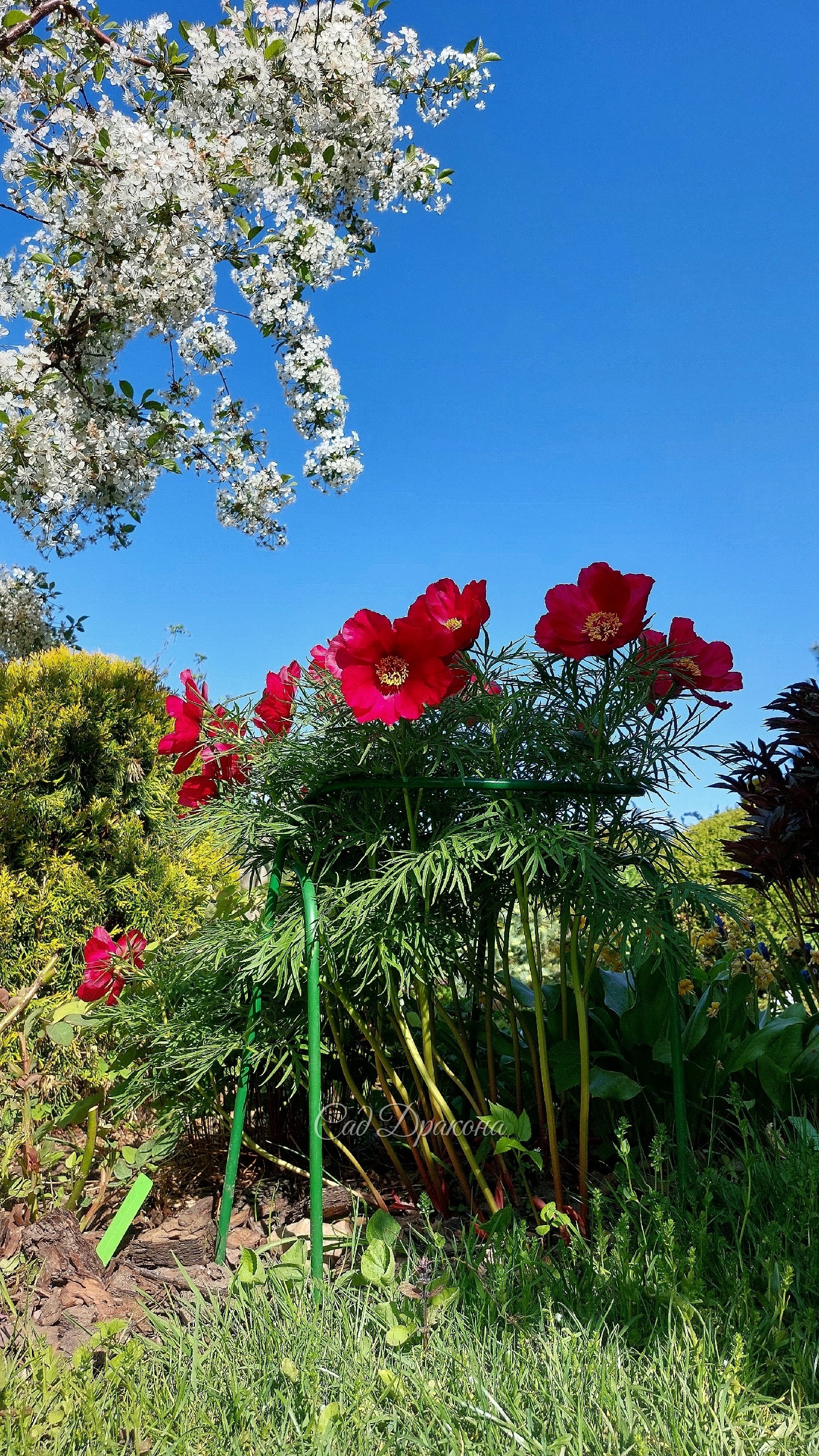 Вишня и пион Early Bird сейчас самая красивая пара в саду 🌺🤍