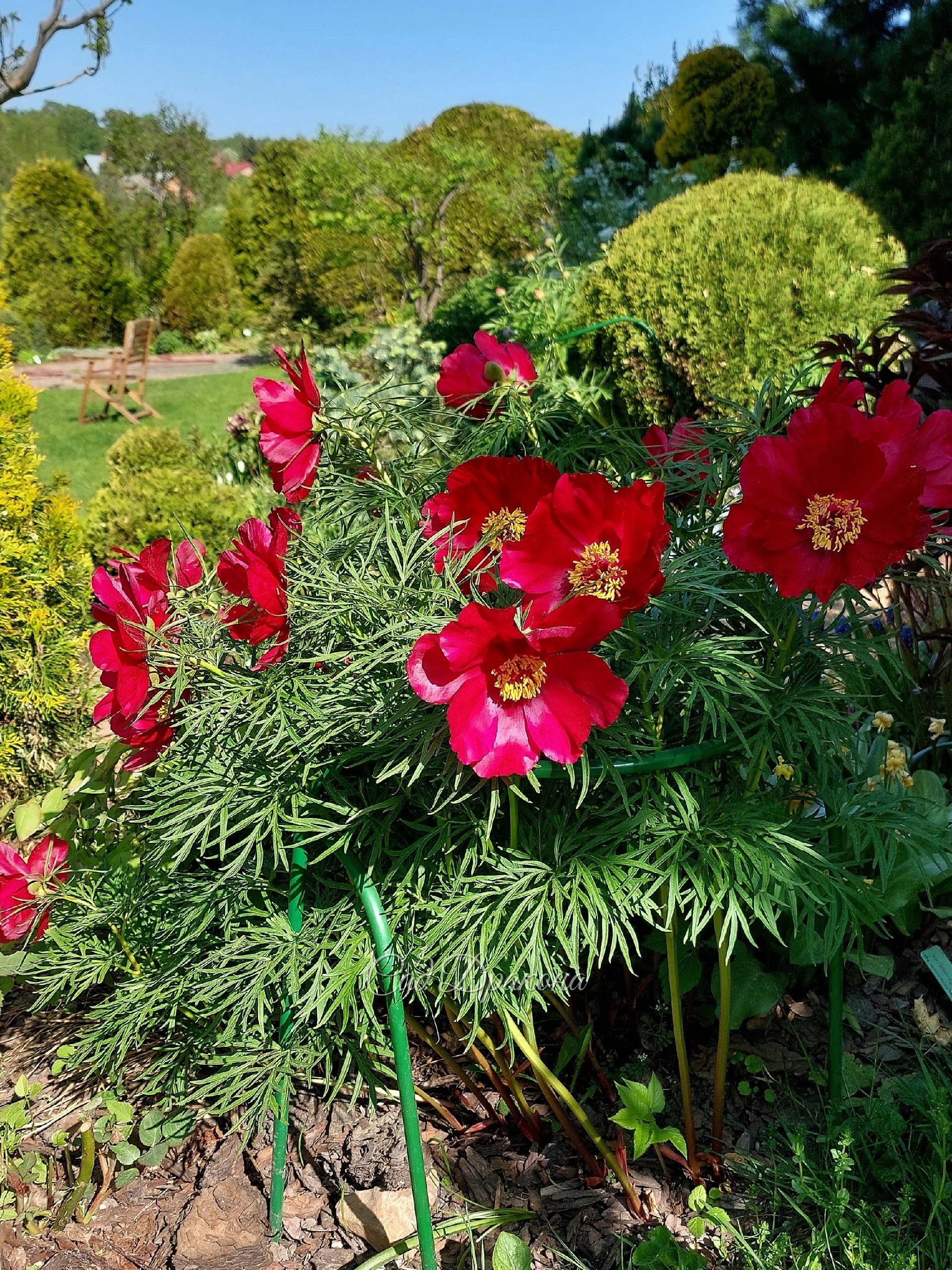 Вишня и пион Early Bird сейчас самая красивая пара в саду 🌺🤍