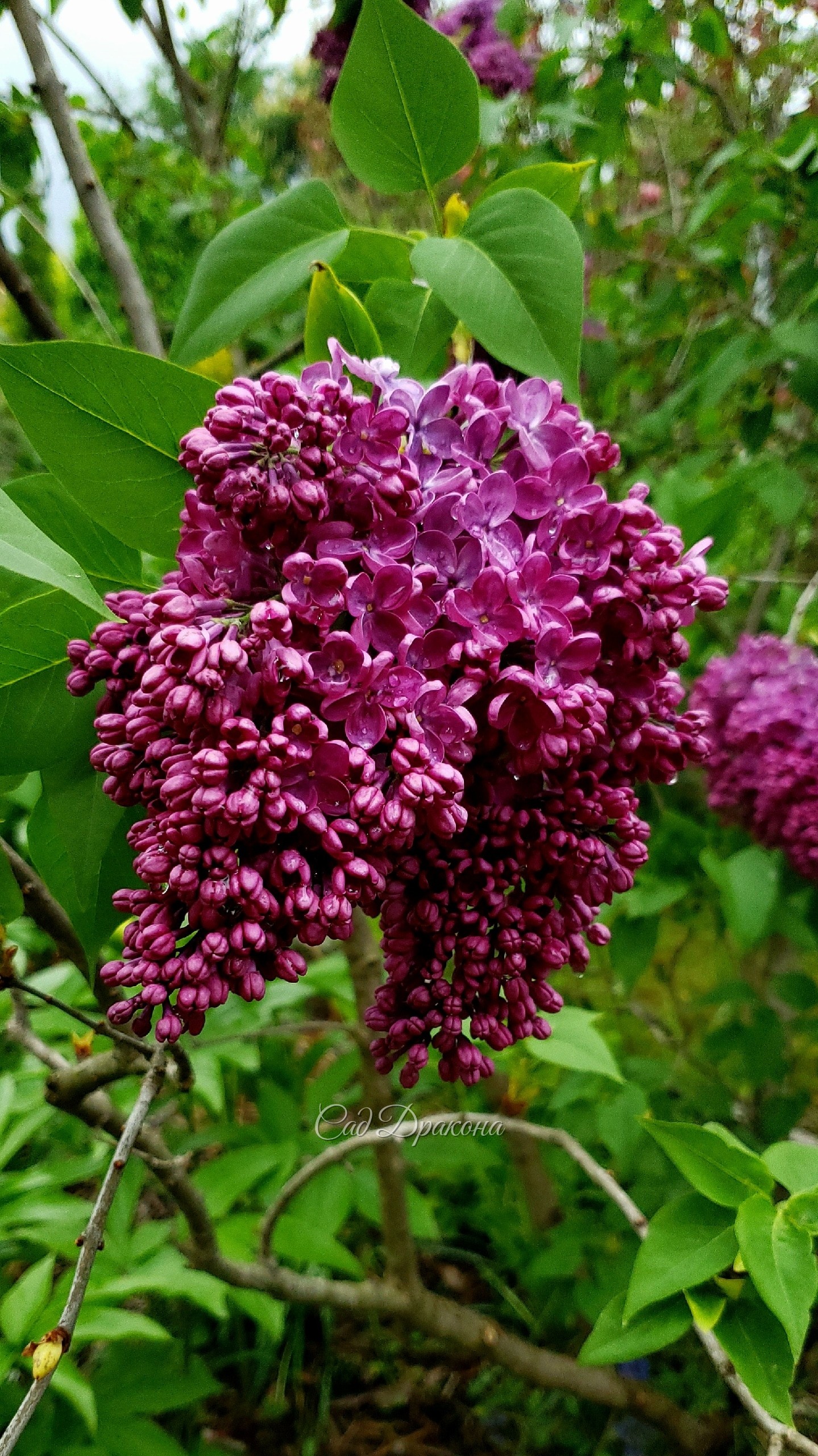 Международный день сирени и день рождения Леонида Алексеевича Кооесникова провожаем букетом гиацинтовой сирени Buffon. 🌸 Только она, ранняя, цветёт у нас сейчас в полную силу. Пришлось срезать большую старую ветку, которая упиралась в новый забор)