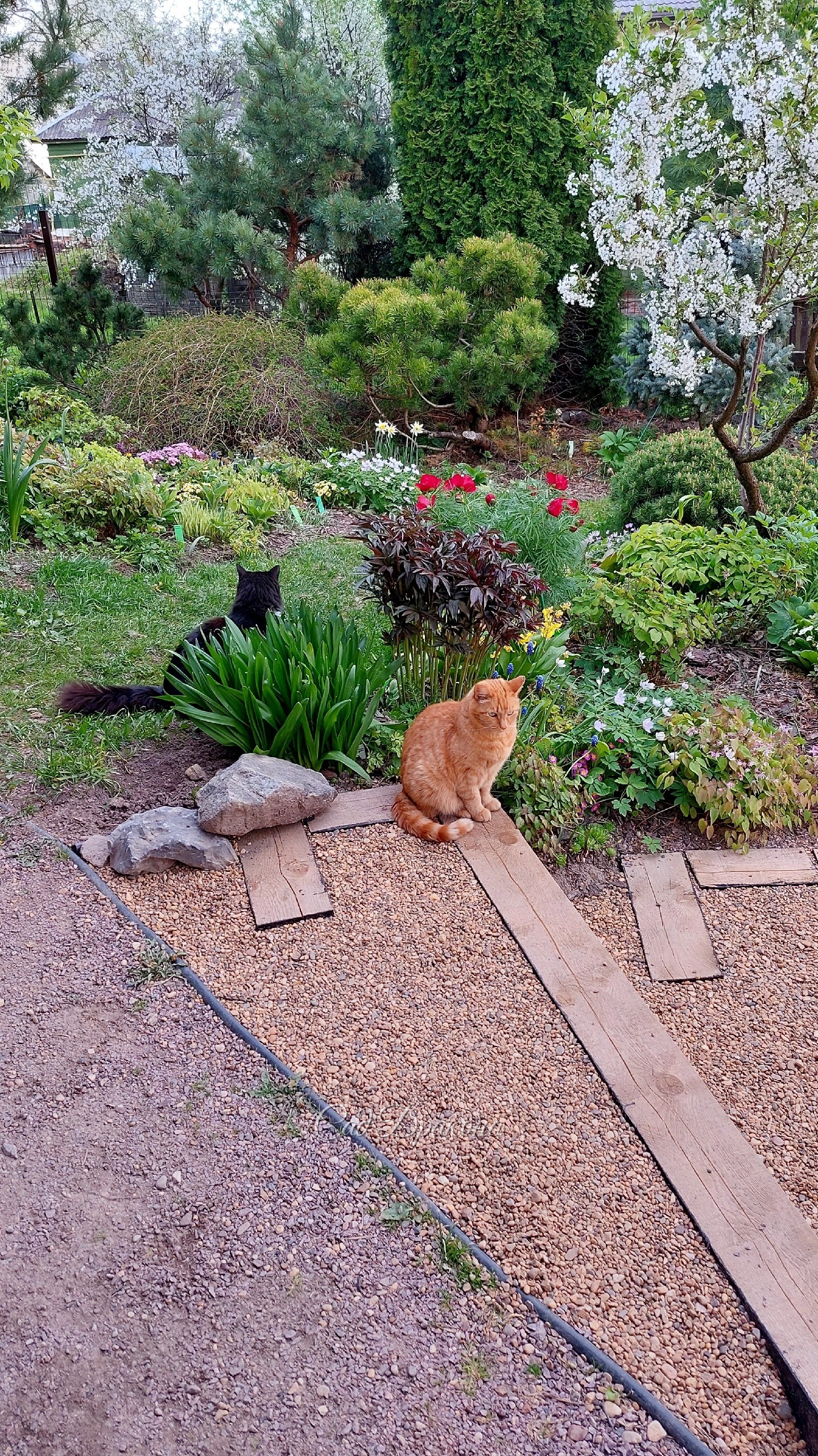 Персик в саду 🌳🐈🌿 Котики всегда так радуются приходу весны, а Персик с первым теплом стремится на солнышко ☀️ Загорает с марта на крыльце, а потом принимает солнечные ванны где угодно. Вы знаете, что открыл необходимость ультрафиолетовых лучей для людей ч