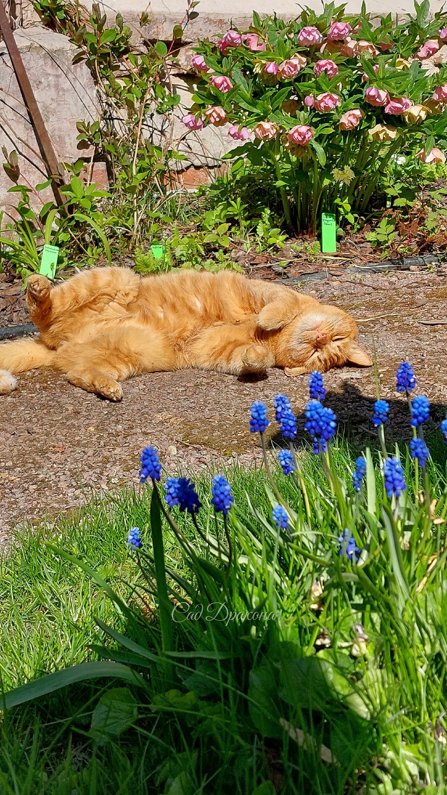 Персик в саду 🌳🐈🌿 Котики всегда так радуются приходу весны, а Персик с первым теплом стремится на солнышко ☀️ Загорает с марта на крыльце, а потом принимает солнечные ванны где угодно. Вы знаете, что открыл необходимость ультрафиолетовых лучей для людей ч