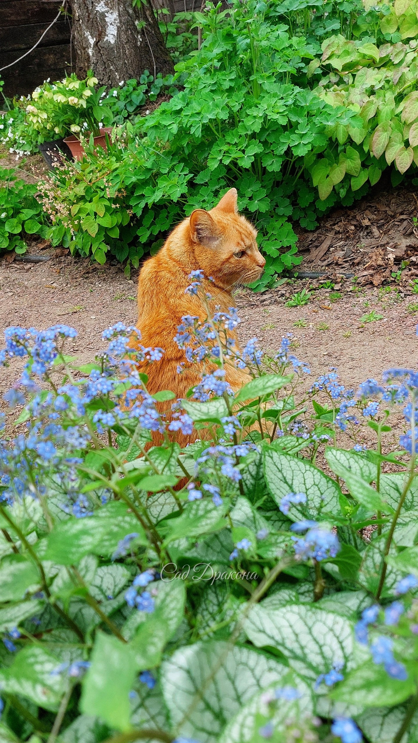 Персик в саду 🌳🐈🌿 Котики всегда так радуются приходу весны, а Персик с первым теплом стремится на солнышко ☀️ Загорает с марта на крыльце, а потом принимает солнечные ванны где угодно. Вы знаете, что открыл необходимость ультрафиолетовых лучей для людей ч
