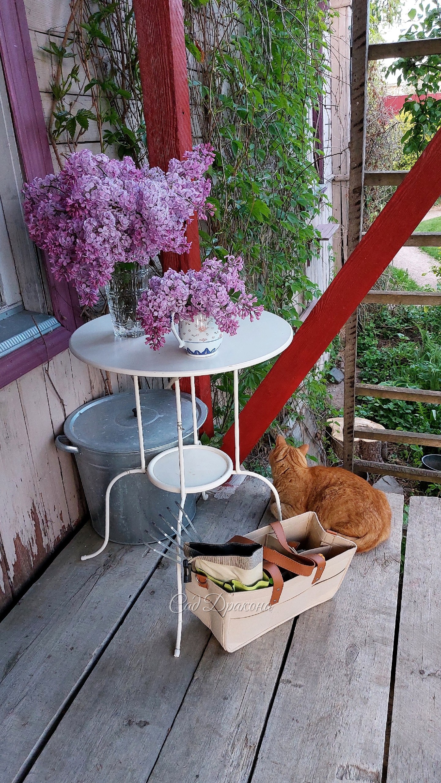 Персик в саду 🌳🐈🌿 Котики всегда так радуются приходу весны, а Персик с первым теплом стремится на солнышко ☀️ Загорает с марта на крыльце, а потом принимает солнечные ванны где угодно. Вы знаете, что открыл необходимость ультрафиолетовых лучей для людей ч