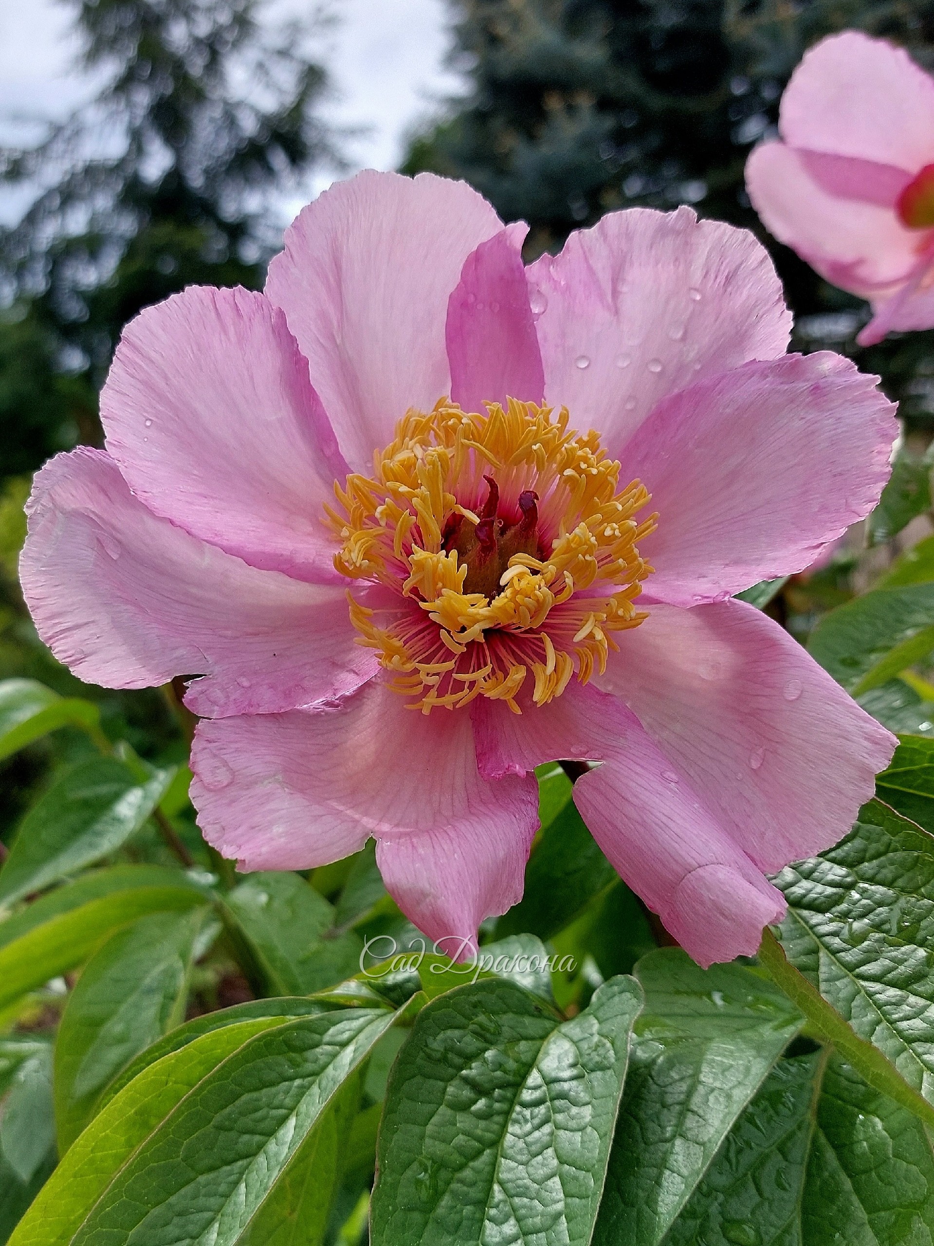 Третий пион это Mai Fleurie (Цветущий май) Лемуана 🌸 Высокий, с очень тёмными ножками и переливчатыми цветами с затемнением по краям лепестков.