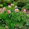Третий пион это Mai Fleurie (Цветущий май) Лемуана 🌸 Высокий, с очень тёмными ножками и переливчатыми цветами с затемнением по краям лепестков.