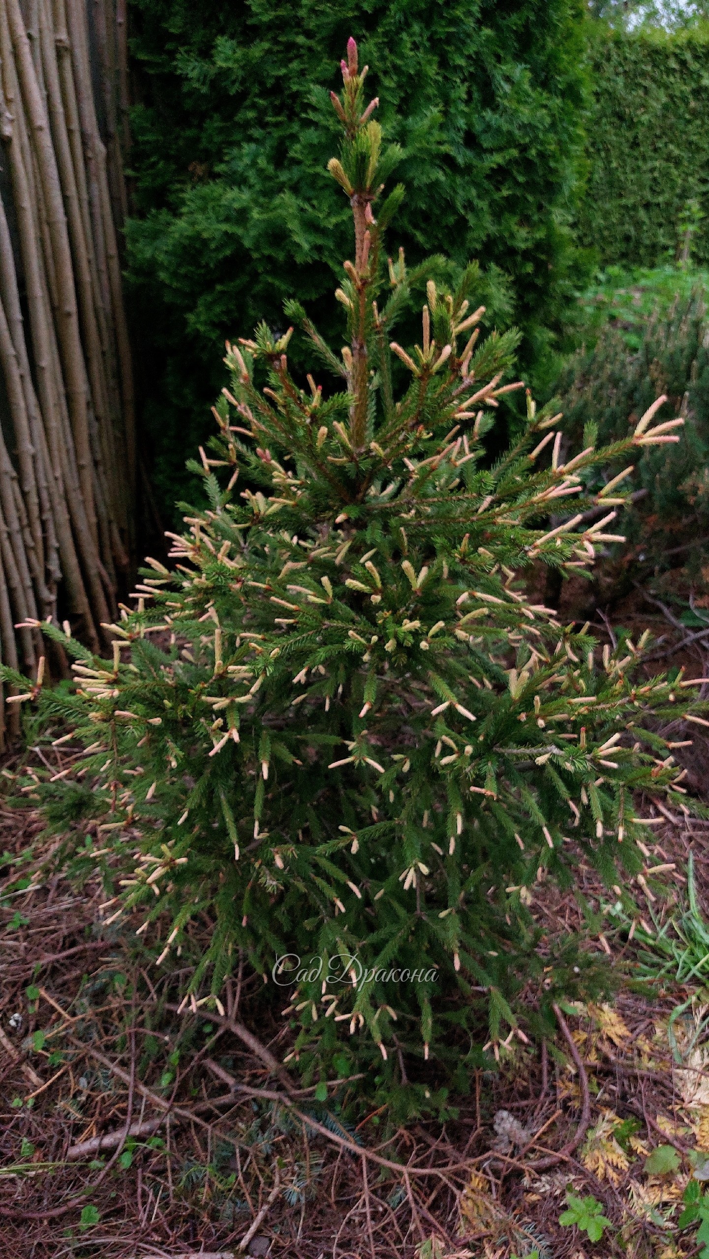 Ёлочка Розеаспиката (Picea Roseaspicata) очень нарядная сейчас. Мы её стрижём, и когда она станет поплотнее, розового цвета будет больше 🩷🌲 Конечно, он держится недолго, потом приросты станут бежевыми, а затем зелёными. Но этот весёлый момент... 😁