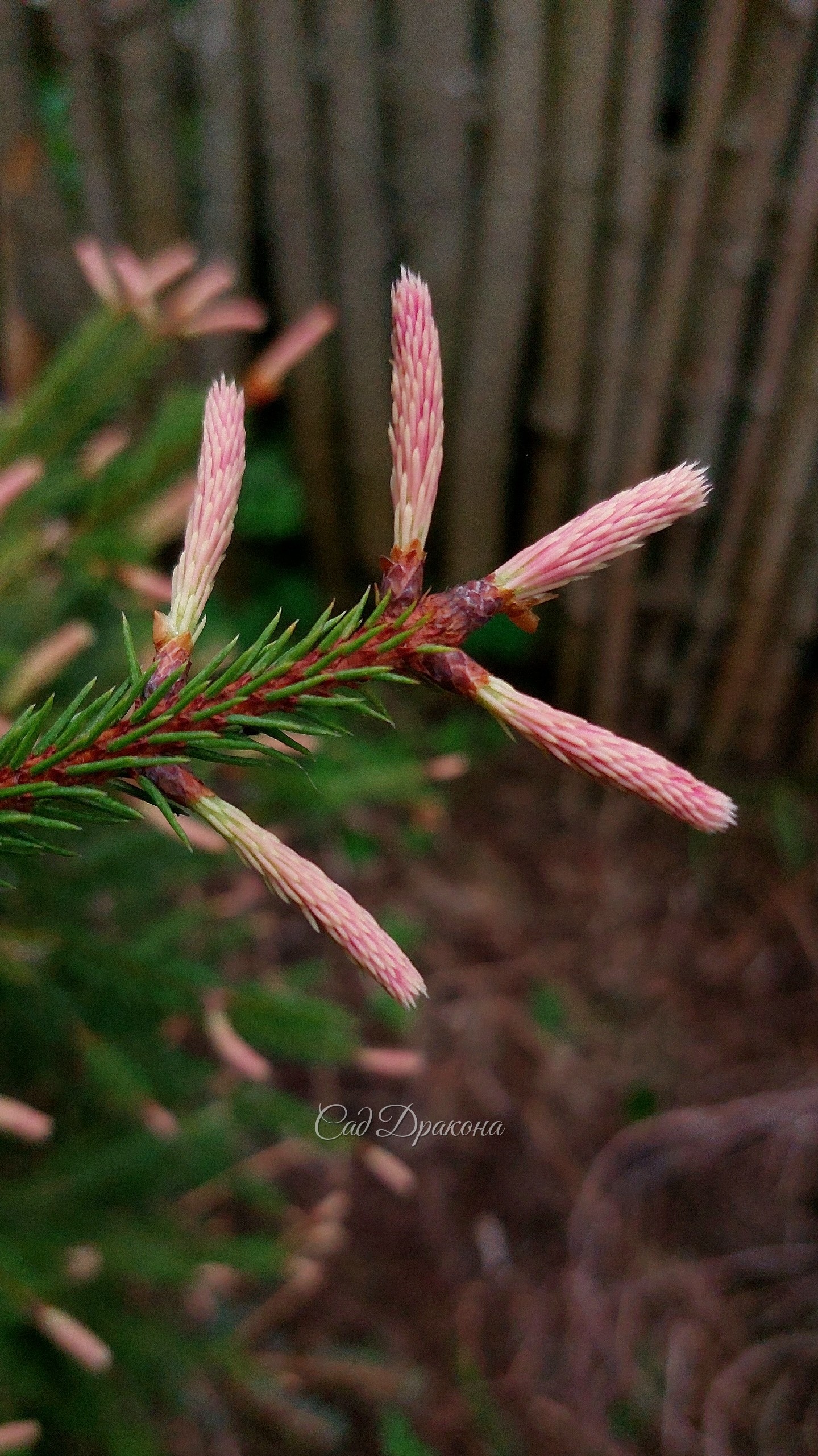Ёлочка Розеаспиката (Picea Roseaspicata) очень нарядная сейчас. Мы её стрижём, и когда она станет поплотнее, розового цвета будет больше 🩷🌲 Конечно, он держится недолго, потом приросты станут бежевыми, а затем зелёными. Но этот весёлый момент... 😁