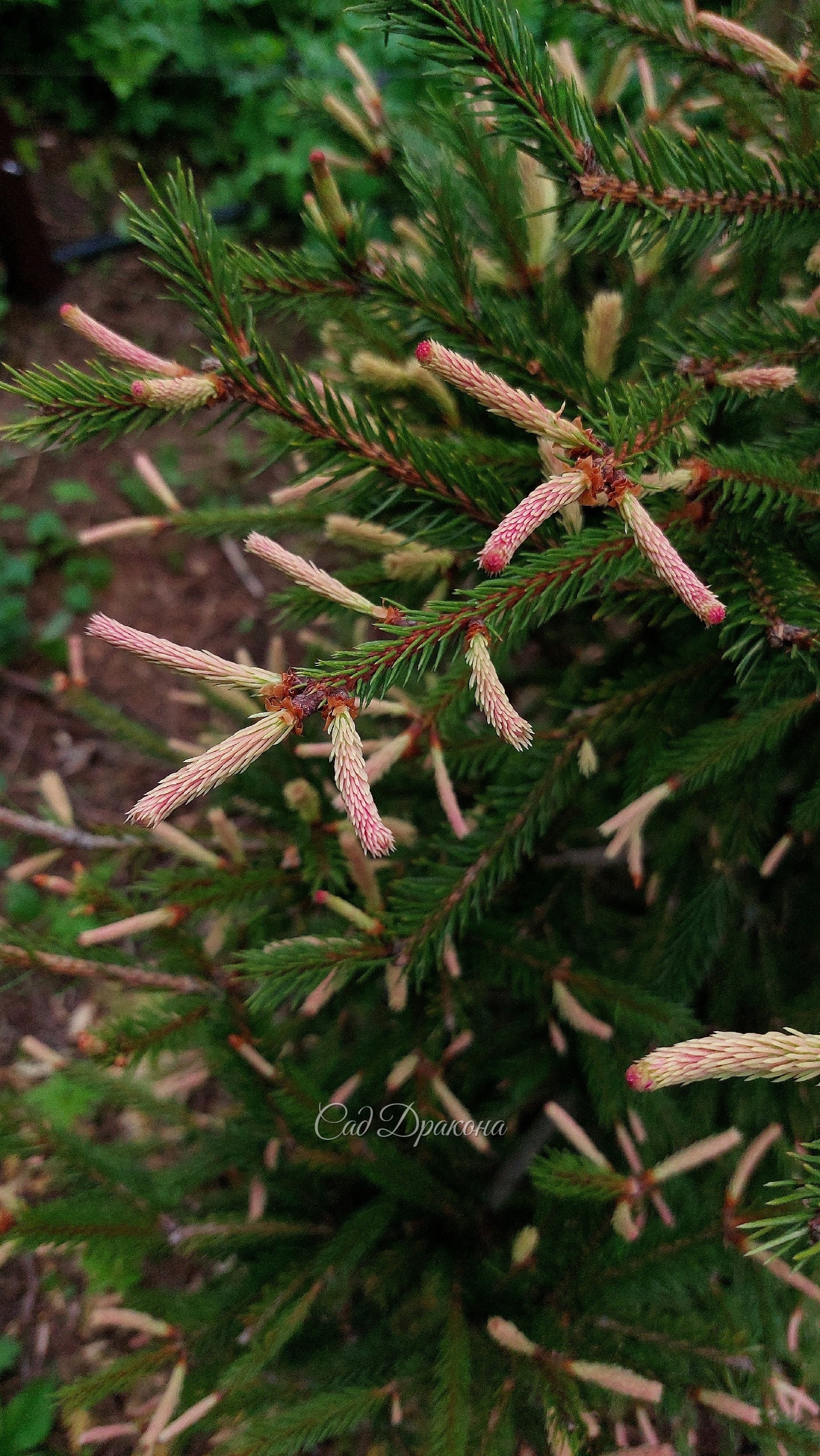 Ёлочка Розеаспиката (Picea Roseaspicata) очень нарядная сейчас. Мы её стрижём, и когда она станет поплотнее, розового цвета будет больше 🩷🌲 Конечно, он держится недолго, потом приросты станут бежевыми, а затем зелёными. Но этот весёлый момент... 😁