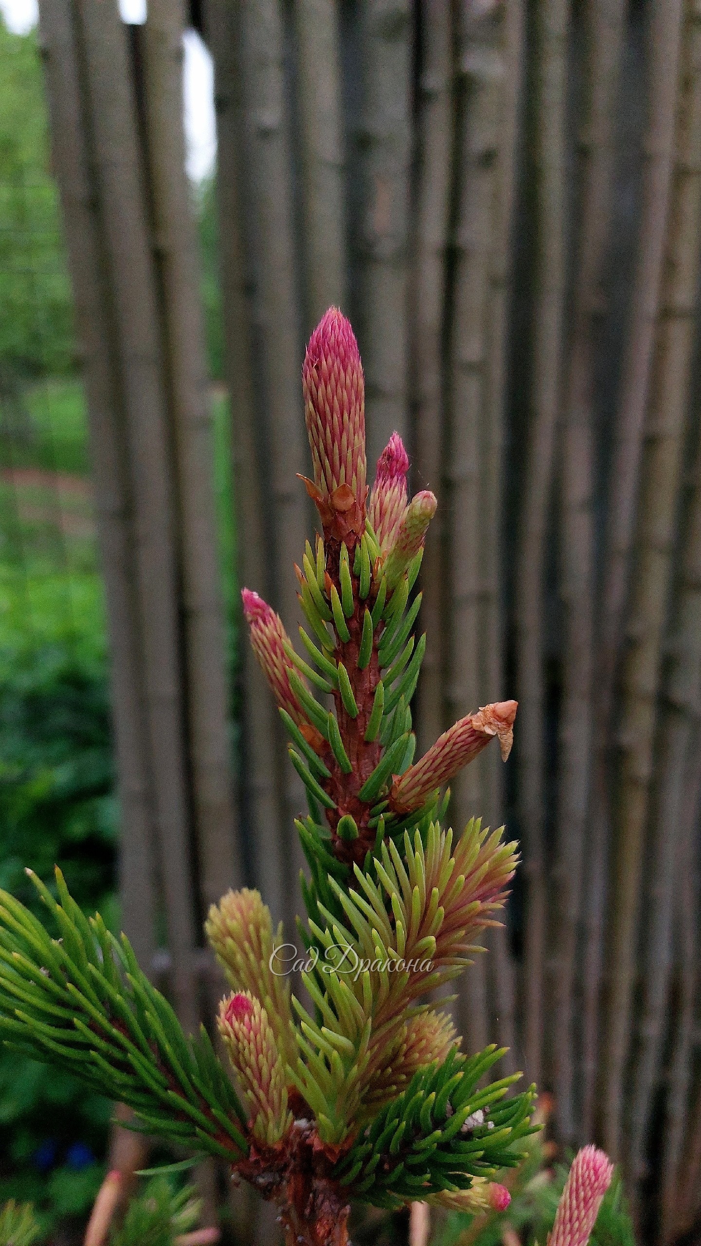 Ёлочка Розеаспиката (Picea Roseaspicata) очень нарядная сейчас. Мы её стрижём, и когда она станет поплотнее, розового цвета будет больше 🩷🌲 Конечно, он держится недолго, потом приросты станут бежевыми, а затем зелёными. Но этот весёлый момент... 😁