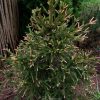 Ёлочка Розеаспиката (Picea Roseaspicata) очень нарядная сейчас. Мы её стрижём, и когда она станет поплотнее, розового цвета будет больше 🩷🌲 Конечно, он держится недолго, потом приросты станут бежевыми, а затем зелёными. Но этот весёлый момент... 😁