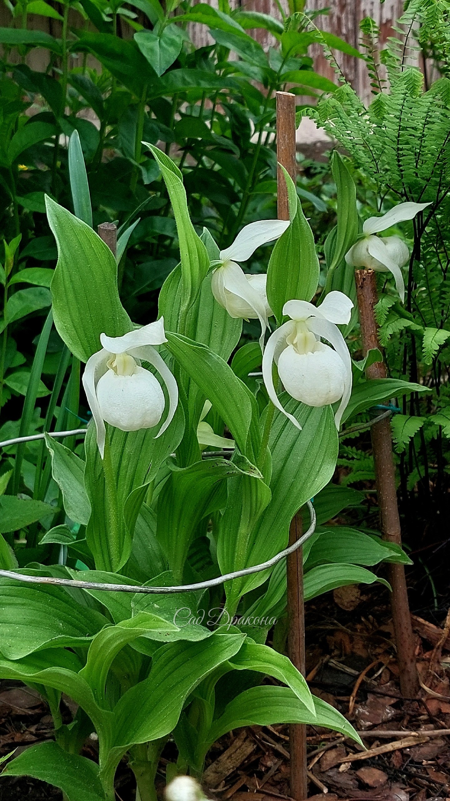 Цветут "сибиряки" - крупноцветковый розовый (Cypripedium macranthos), его белая форма и венерин башмачок вздутый ( Cypripedium ventricosum)