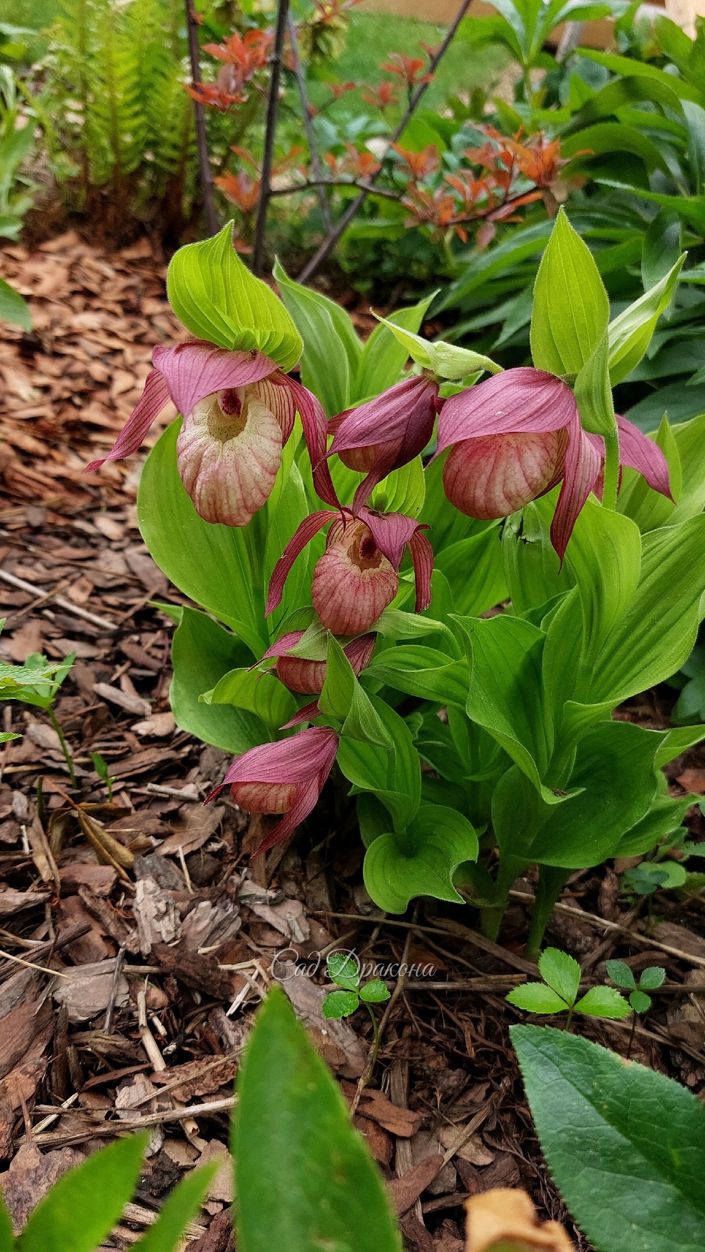 Цветут "сибиряки" - крупноцветковый розовый (Cypripedium macranthos), его белая форма и венерин башмачок вздутый ( Cypripedium ventricosum)
