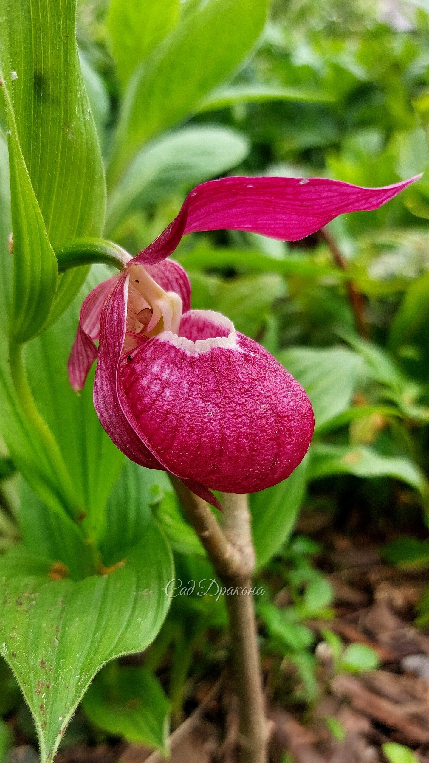 Цветут "сибиряки" - крупноцветковый розовый (Cypripedium macranthos), его белая форма и венерин башмачок вздутый ( Cypripedium ventricosum)