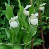 Цветут "сибиряки" - крупноцветковый розовый (Cypripedium macranthos), его белая форма и венерин башмачок вздутый ( Cypripedium ventricosum)