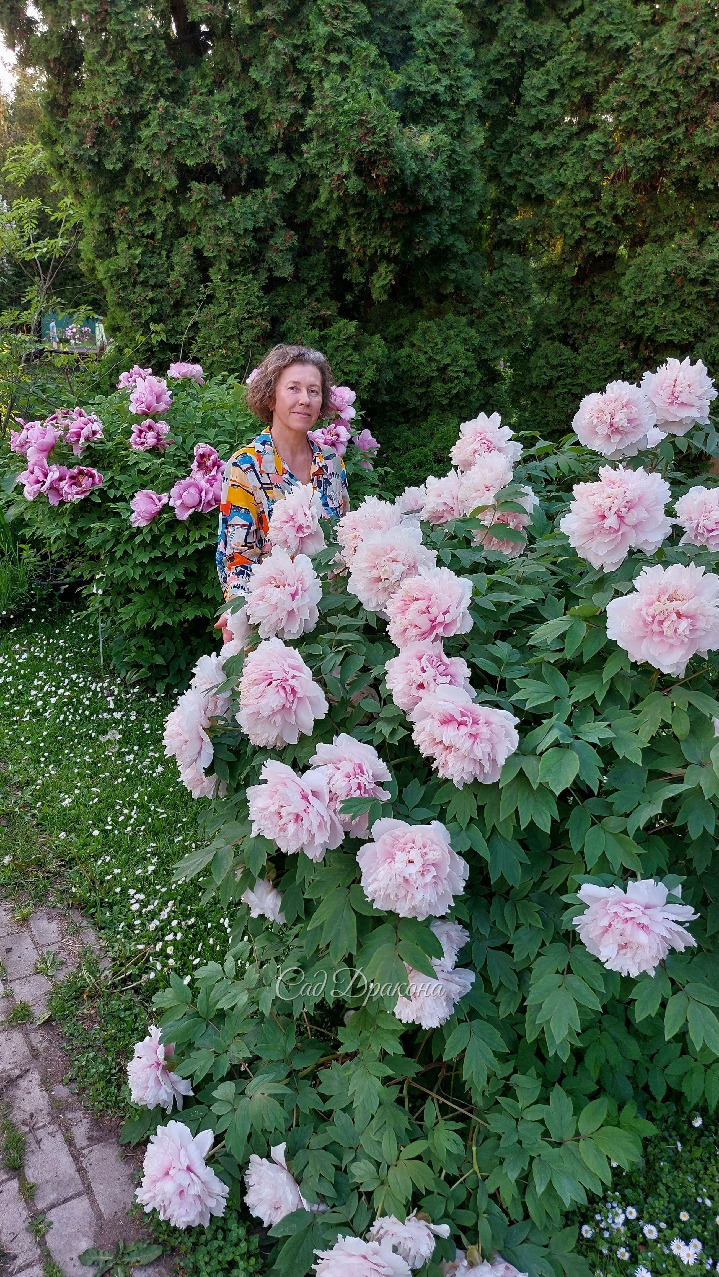 На первом фото "Сергей Успенской", сорт, который Марианна Сергеевна назвала в честь своего отца. На втором "Золушка" , третий - "Владимир Маяковский" Некоторые - пока без названий. Оказывается, теперь, чтобы дать пиону имя реального человека, нужно его пи