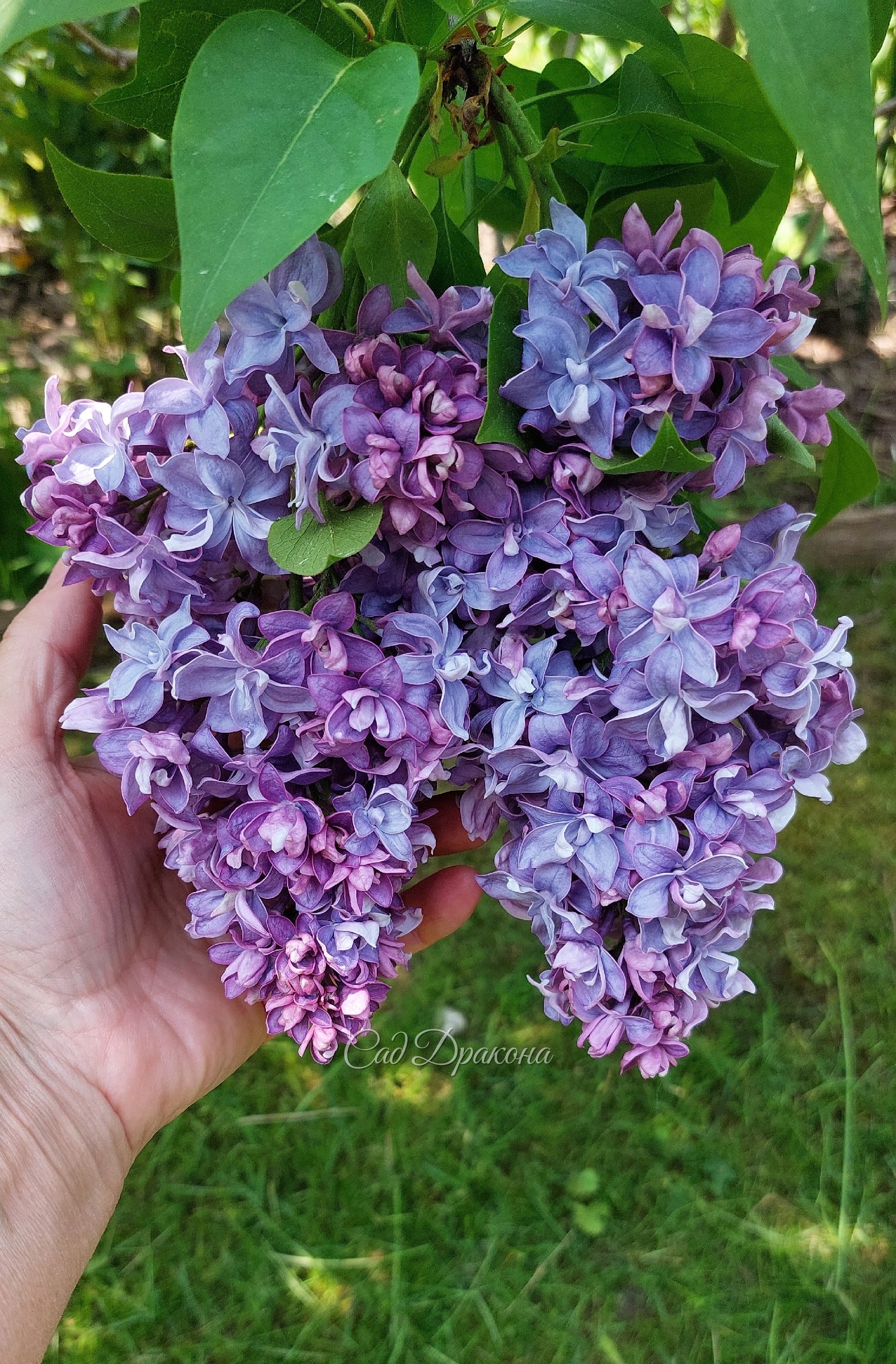 У нас цветёт сирень! Цветение в самом разгаре 💜🌸 Около 30 сортов, в том числе сорта Леонида Колесникова - "Знамя Ленина", "Надежда" , "Небо Москвы" "Мечта" "Полина Осипенко", а также редкие "Генерал Першинг" "Сэра Сэнд", "Принцесса Стурдза" Свит Харт" нап