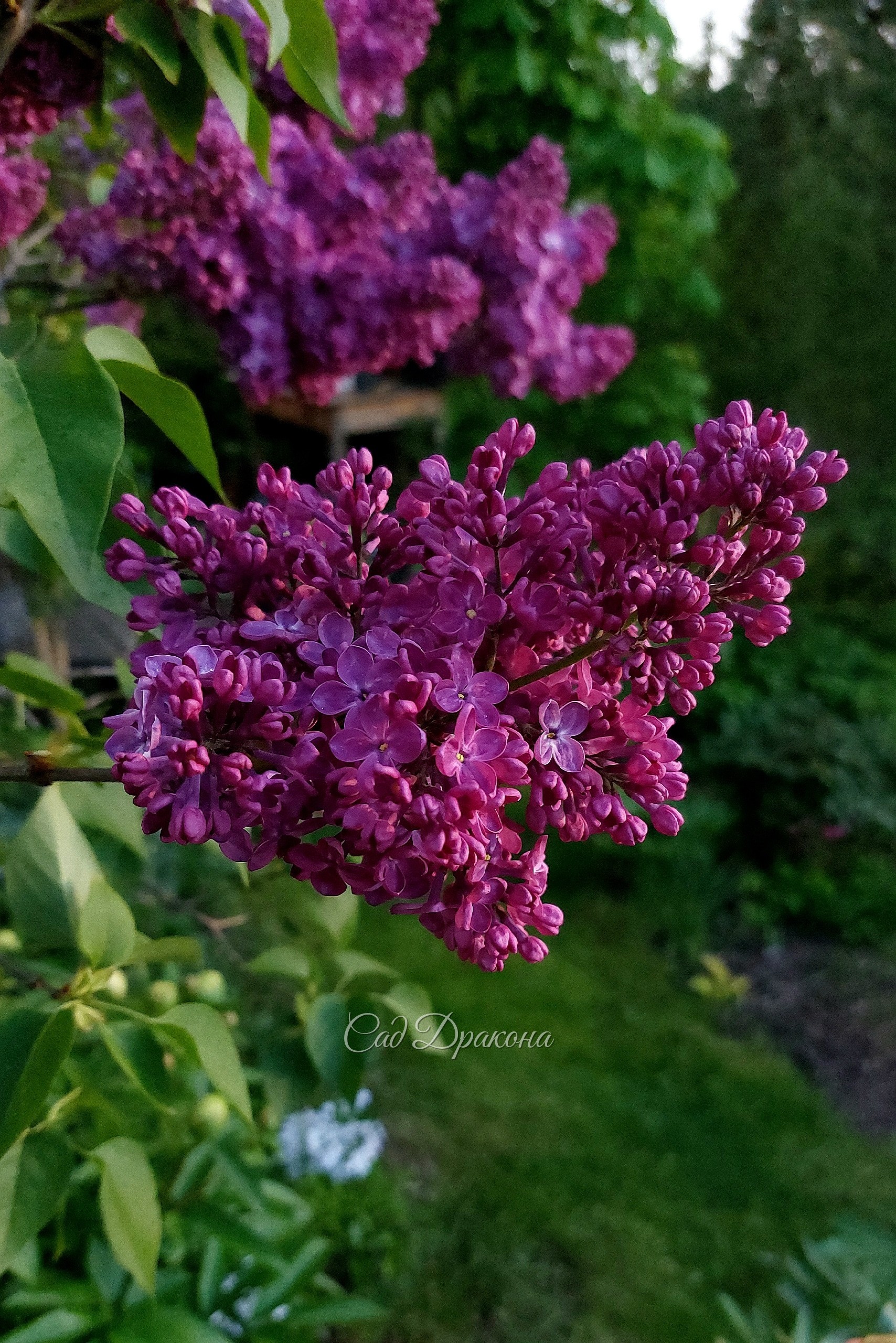 У нас цветёт сирень! Цветение в самом разгаре 💜🌸 Около 30 сортов, в том числе сорта Леонида Колесникова - "Знамя Ленина", "Надежда" , "Небо Москвы" "Мечта" "Полина Осипенко", а также редкие "Генерал Першинг" "Сэра Сэнд", "Принцесса Стурдза" Свит Харт" нап