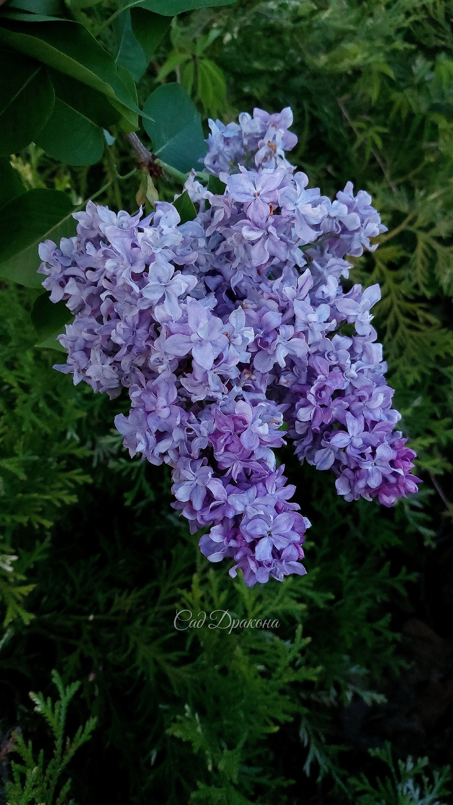 У нас цветёт сирень! Цветение в самом разгаре 💜🌸 Около 30 сортов, в том числе сорта Леонида Колесникова - "Знамя Ленина", "Надежда" , "Небо Москвы" "Мечта" "Полина Осипенко", а также редкие "Генерал Першинг" "Сэра Сэнд", "Принцесса Стурдза" Свит Харт" нап