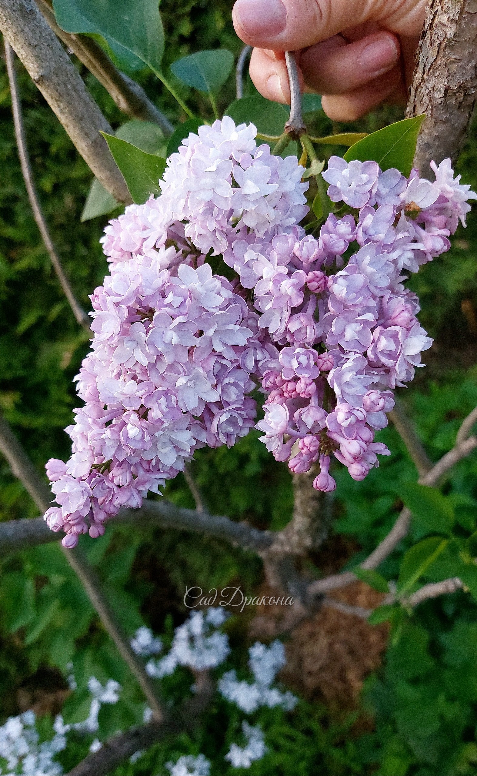 У нас цветёт сирень! Цветение в самом разгаре 💜🌸 Около 30 сортов, в том числе сорта Леонида Колесникова - "Знамя Ленина", "Надежда" , "Небо Москвы" "Мечта" "Полина Осипенко", а также редкие "Генерал Першинг" "Сэра Сэнд", "Принцесса Стурдза" Свит Харт" нап