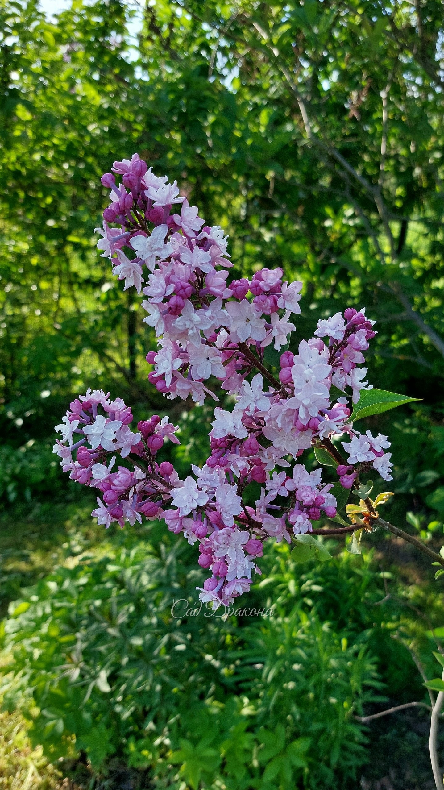 У нас цветёт сирень! Цветение в самом разгаре 💜🌸 Около 30 сортов, в том числе сорта Леонида Колесникова - "Знамя Ленина", "Надежда" , "Небо Москвы" "Мечта" "Полина Осипенко", а также редкие "Генерал Першинг" "Сэра Сэнд", "Принцесса Стурдза" Свит Харт" нап