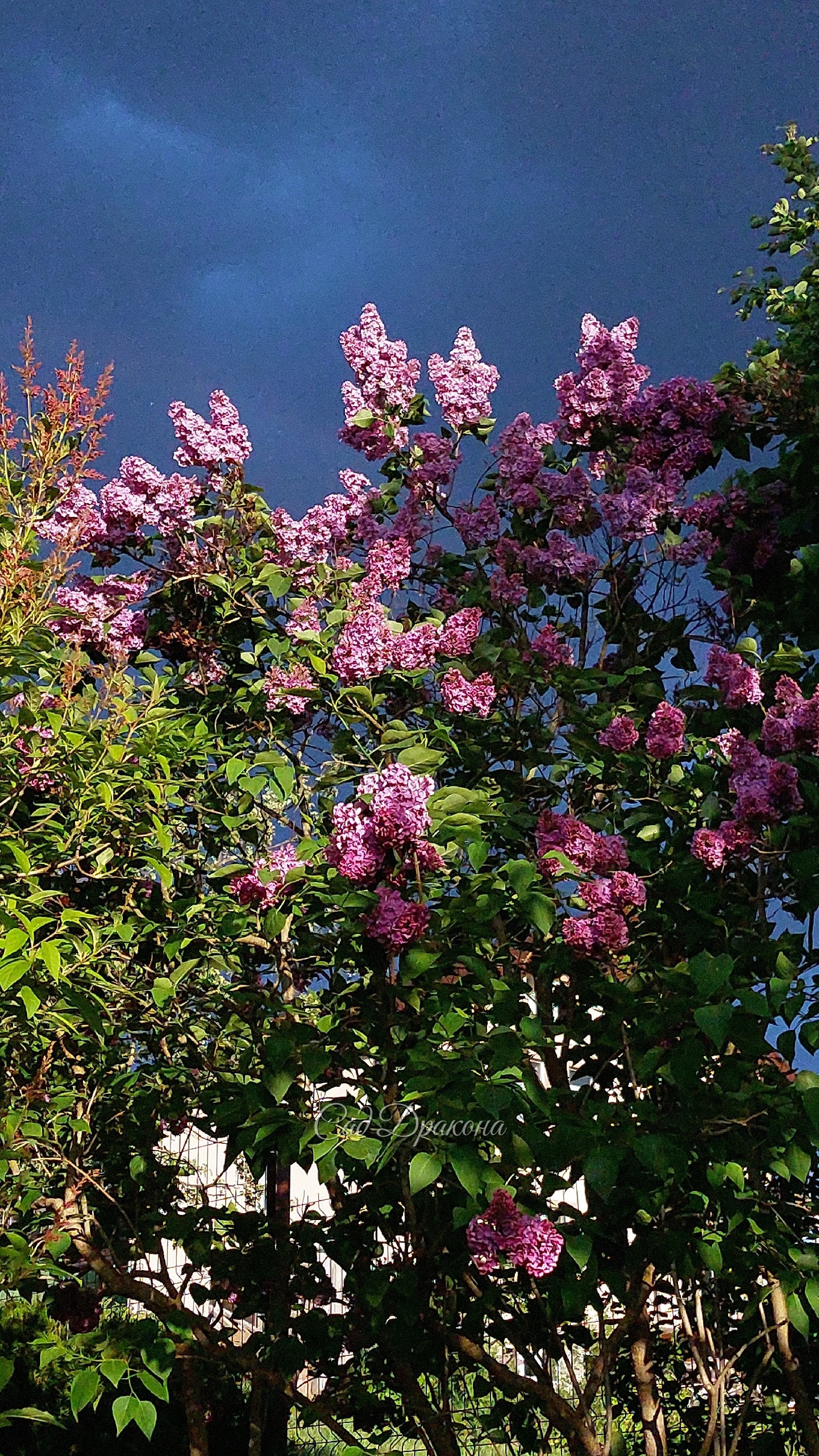 У нас цветёт сирень! Цветение в самом разгаре 💜🌸 Около 30 сортов, в том числе сорта Леонида Колесникова - "Знамя Ленина", "Надежда" , "Небо Москвы" "Мечта" "Полина Осипенко", а также редкие "Генерал Першинг" "Сэра Сэнд", "Принцесса Стурдза" Свит Харт" нап
