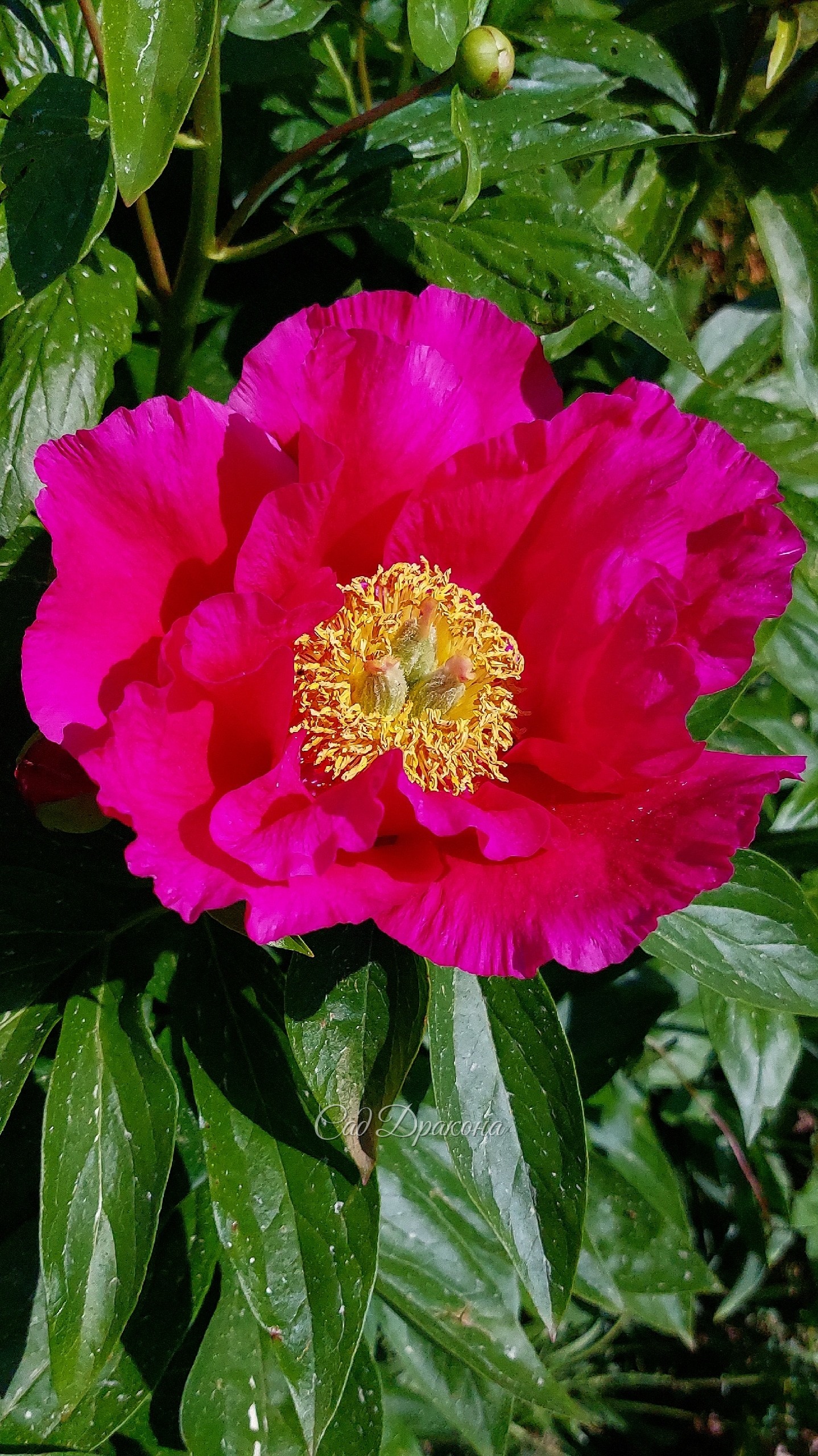 Цветёт Leboria Maas 🌺 Огромный куст нарос. На будущий год надо делить)
