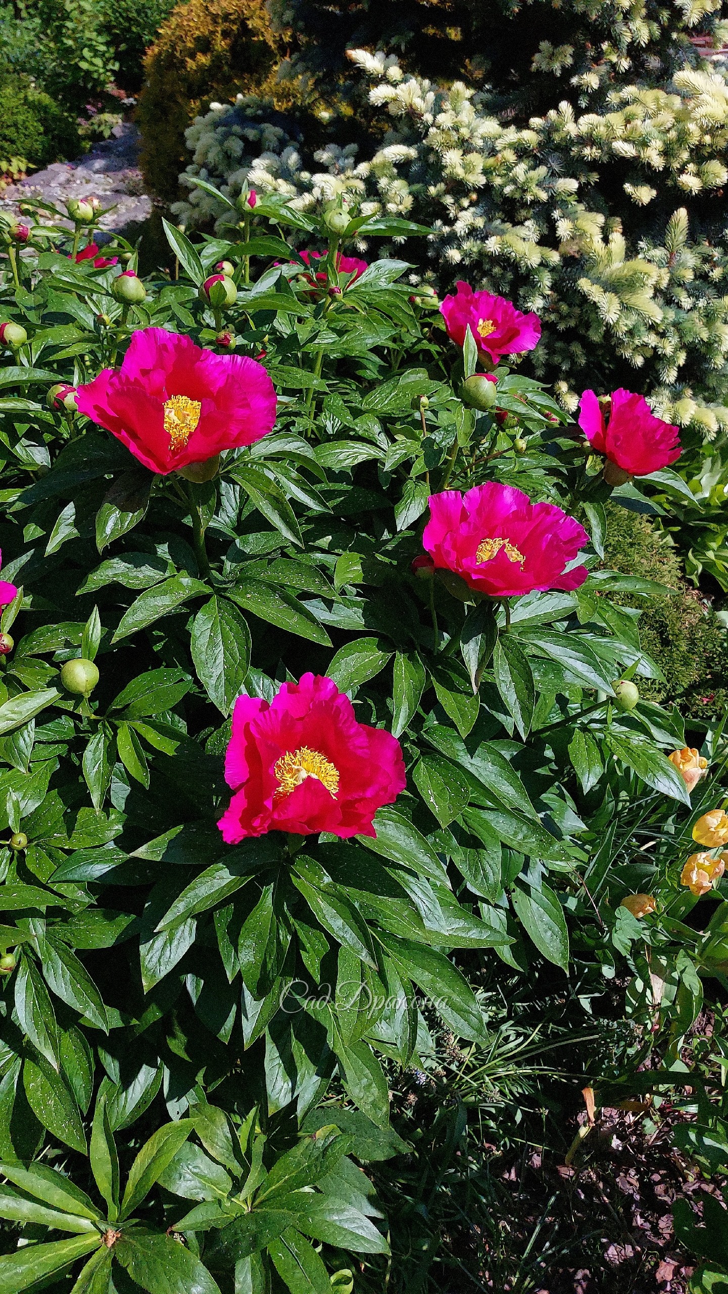 Цветёт Leboria Maas 🌺 Огромный куст нарос. На будущий год надо делить)