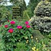 Цветёт Leboria Maas 🌺 Огромный куст нарос. На будущий год надо делить)