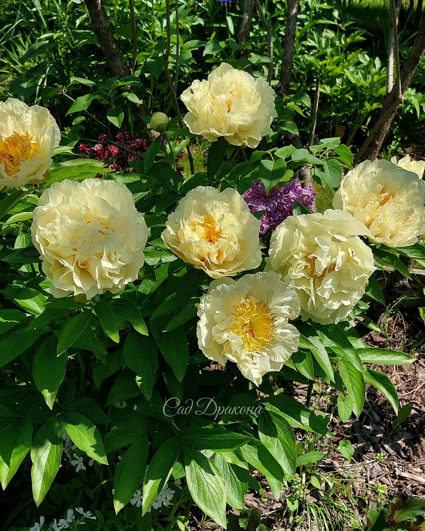 Sunny Girl 🌼 Чудесные, крупные махровые и полумахровые цветы с волнистыми лепестками задорно сочетаются на высоком кусте.